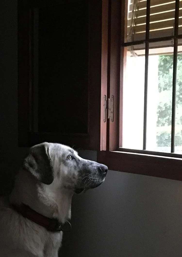 Chien, chat qui ne veut pas sortir ou rentrer…