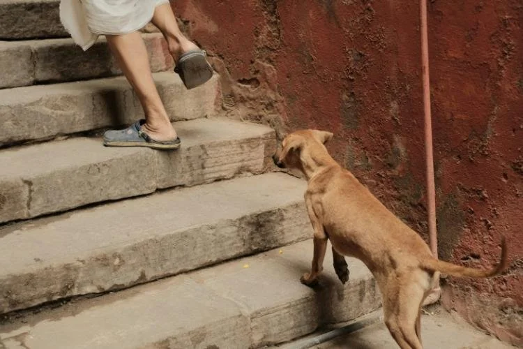 Chien qui ne veut pas avancer, monter un escalier