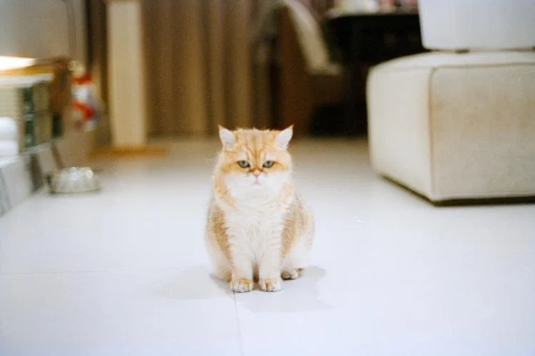 Chien, chat qui ne veut pas être seul