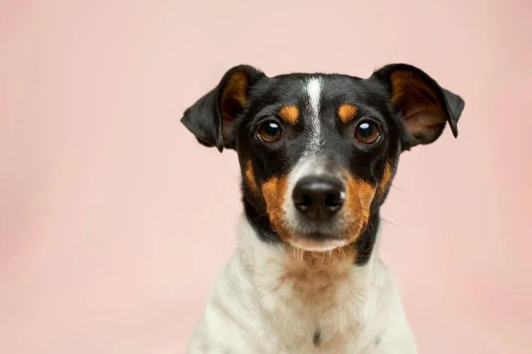 Chien, chat qui ne veut pas être porté