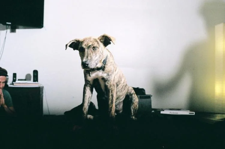 Chien, chat qui ne veut pas de câlins