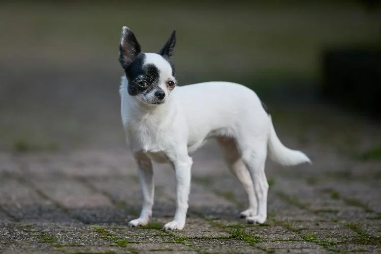 Un animal de race, une bonne idée ?