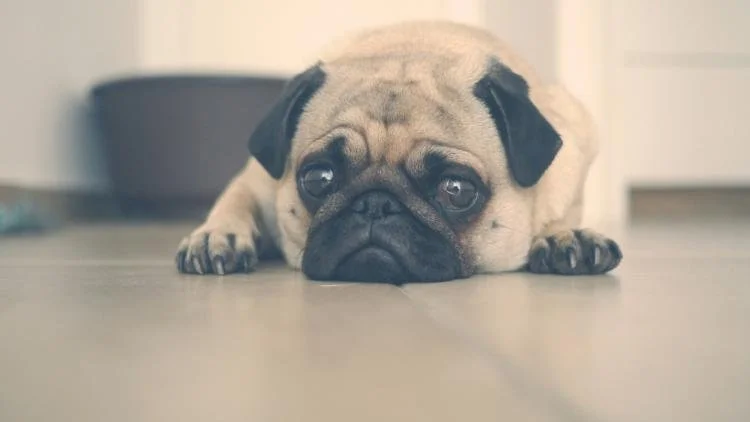 Comment puis-je comprendre le comportement de mon chien ?