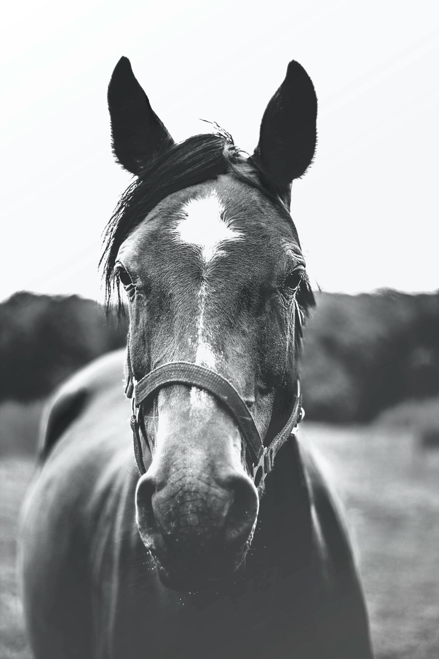 Un cheval noir et blanc, vue de face, portant un harnais, dans un champ ouvert avec des arbres en arrière-plan.