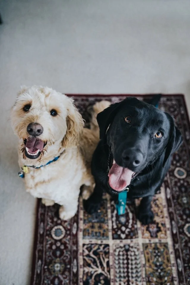 Deux chiens regardent vers la caméra, un chien blanc avec un pelage bouclé et un chien noir avec un pelage lisse, tous deux assis sur un tapis.