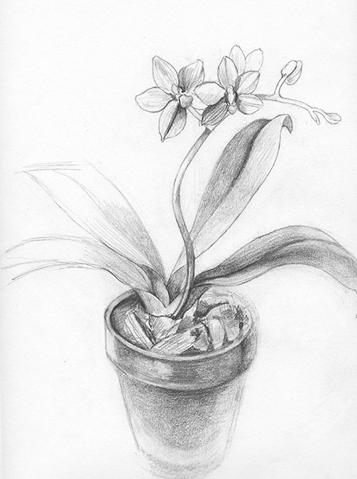 h_sandecki_orchid_pot.jpg