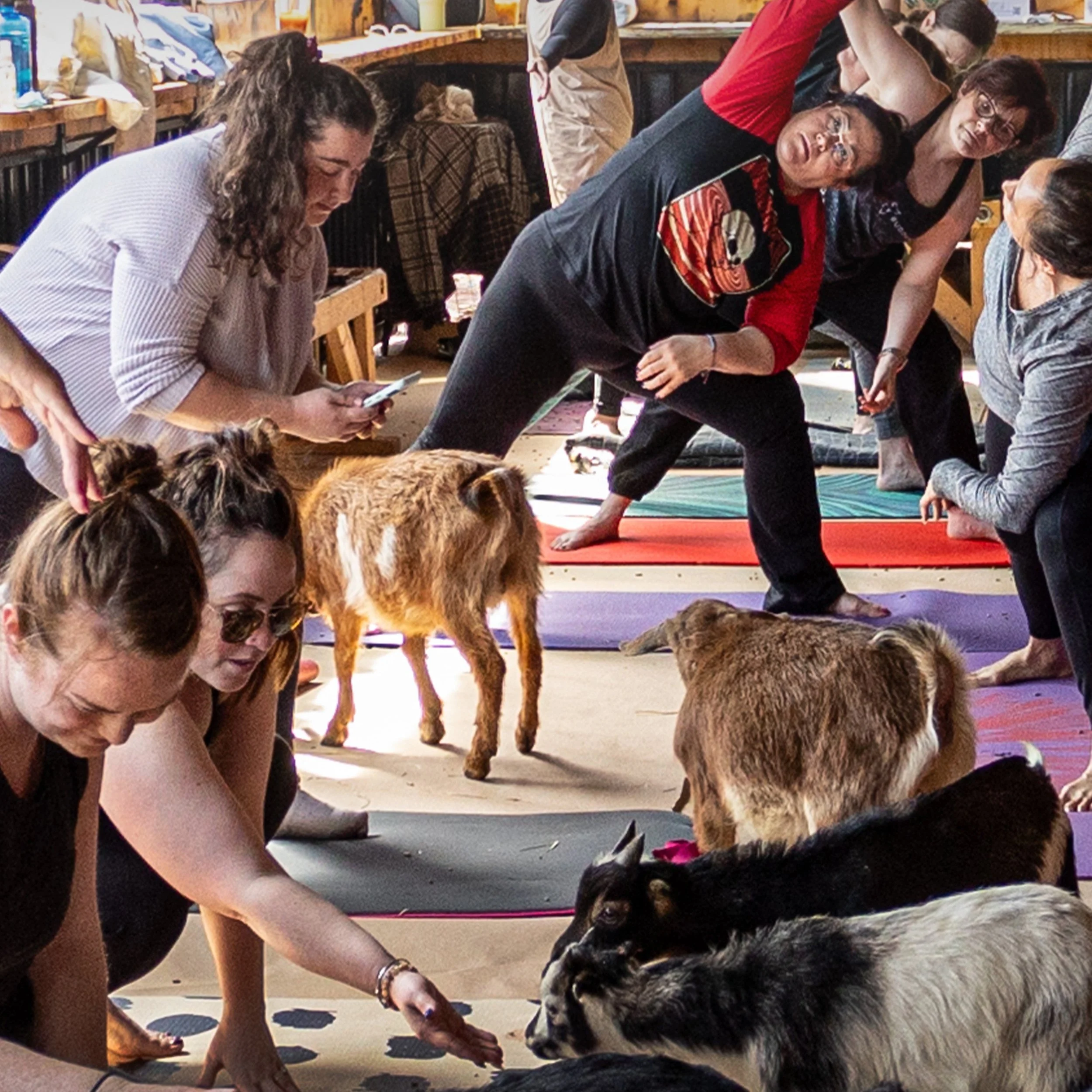 Goat Yoga