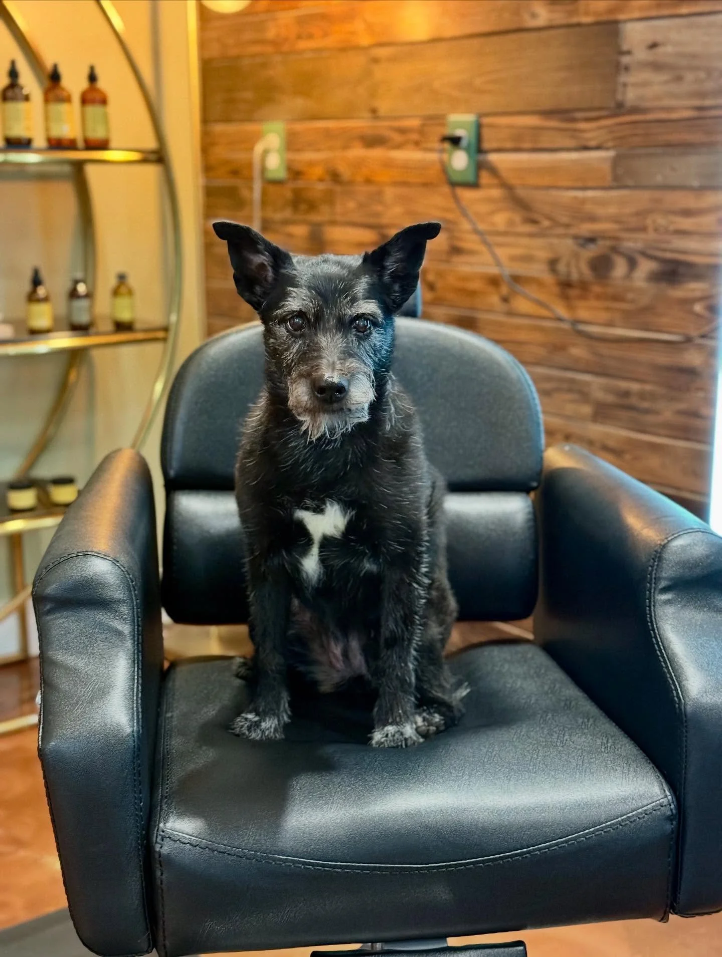 Welcome! I&rsquo;m Lucy Fur! I love barking at leaf blowers and demanding pets from the mail man. You can find me walking around the salon or terrorizing the streets of jax beach. I specialize in entertaining our guests and disrupting the stylists pe