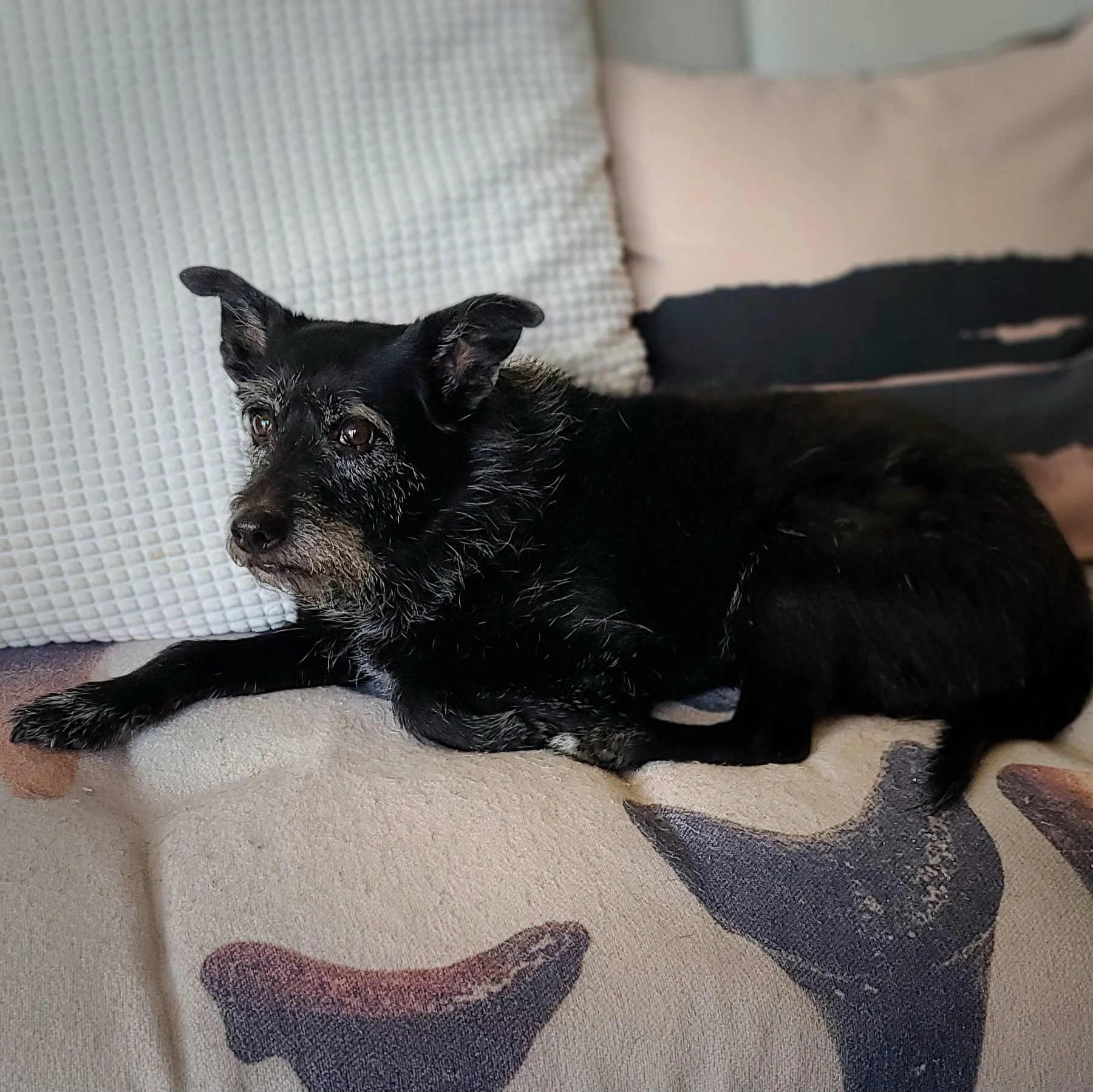A black dog with gray facial hair relaxing on a beige cushion in front of pillows.