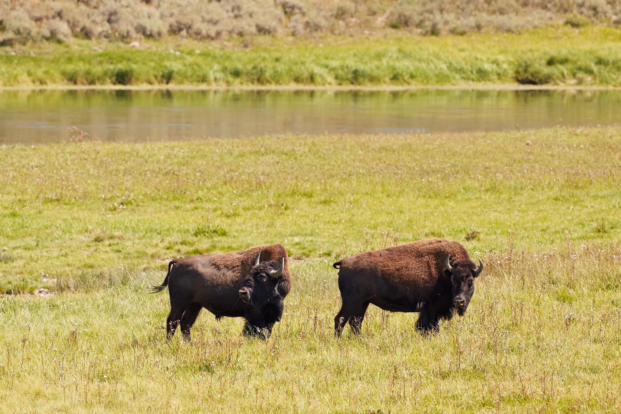 Texas Standard: Return of buffalo to Texas’ Lipan Apache tribe symbolizes an era of healing