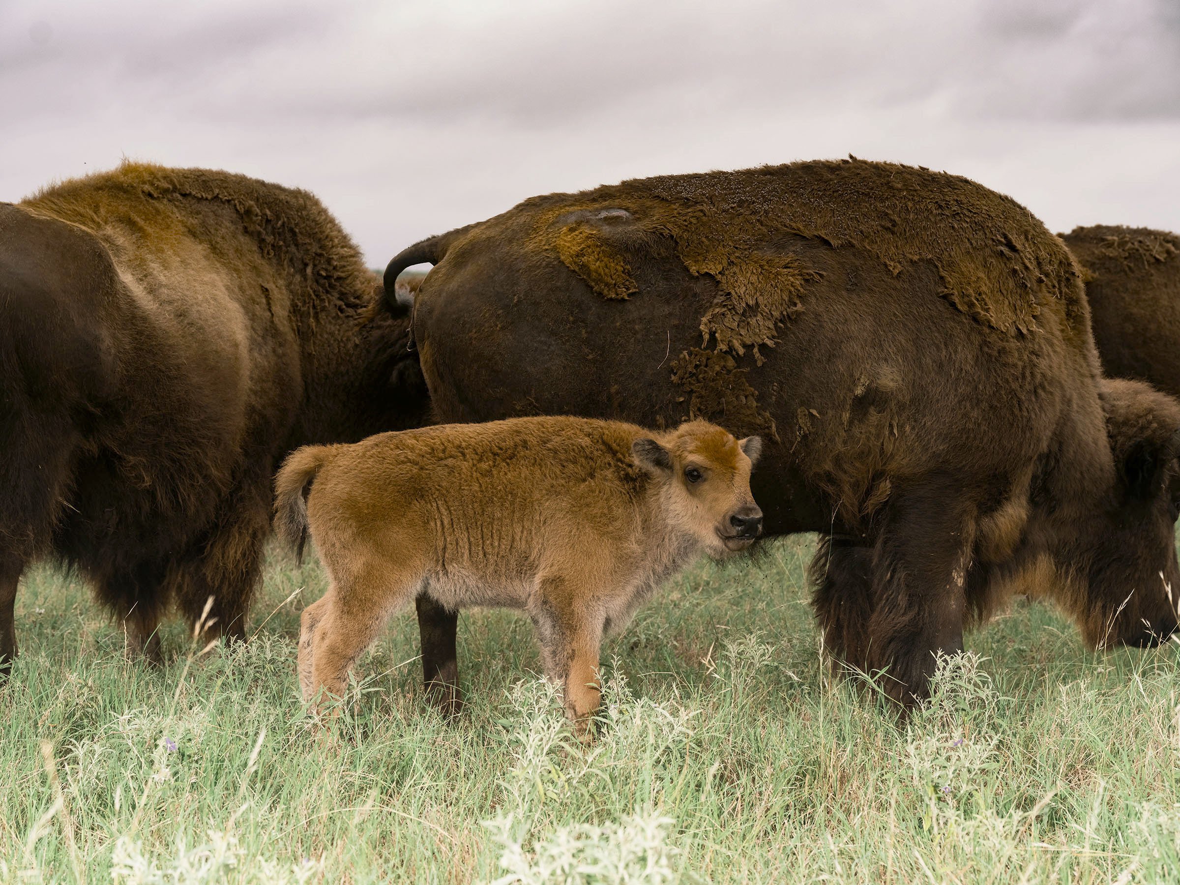 Where the Buffalo Roam