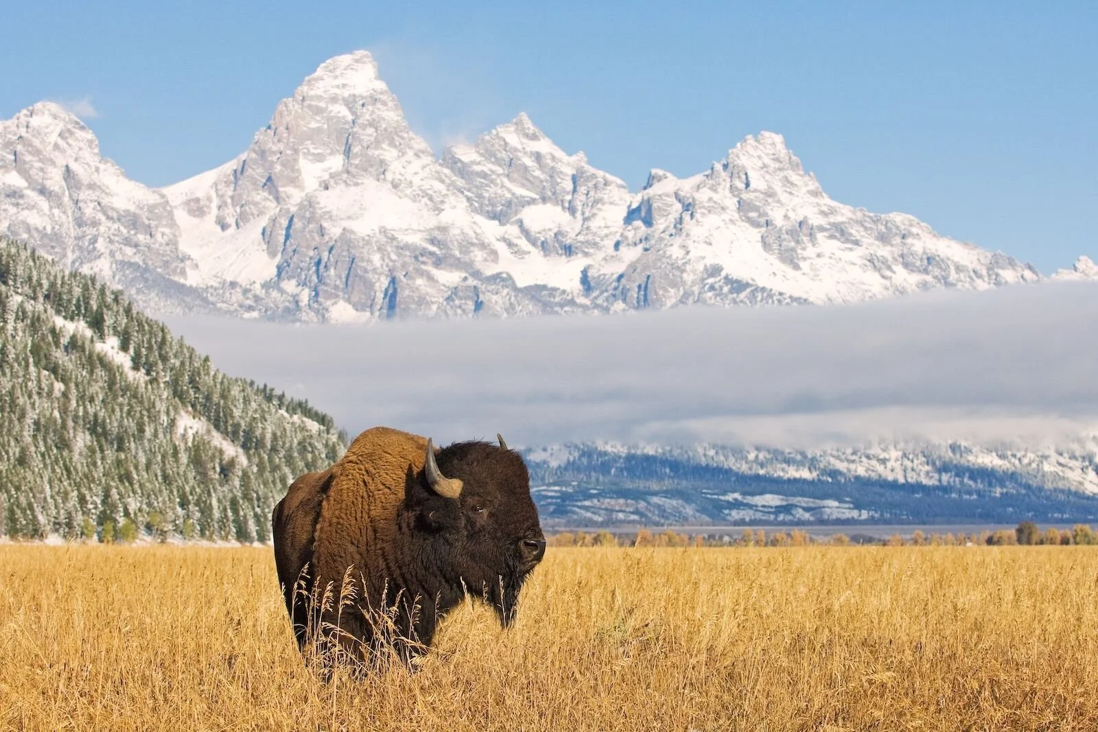 Texas Tribal Buffalo Project Featured in Matador Network for National Bison Month