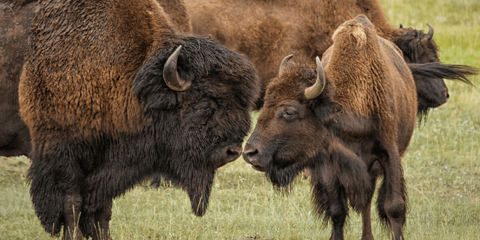 Bison vs Buffalo: Scientific and Cultural Roots