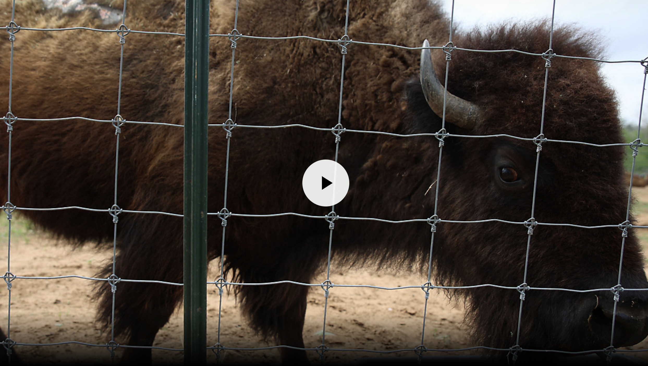 Spectrum News: Matriarch brings buffalos back to Texas