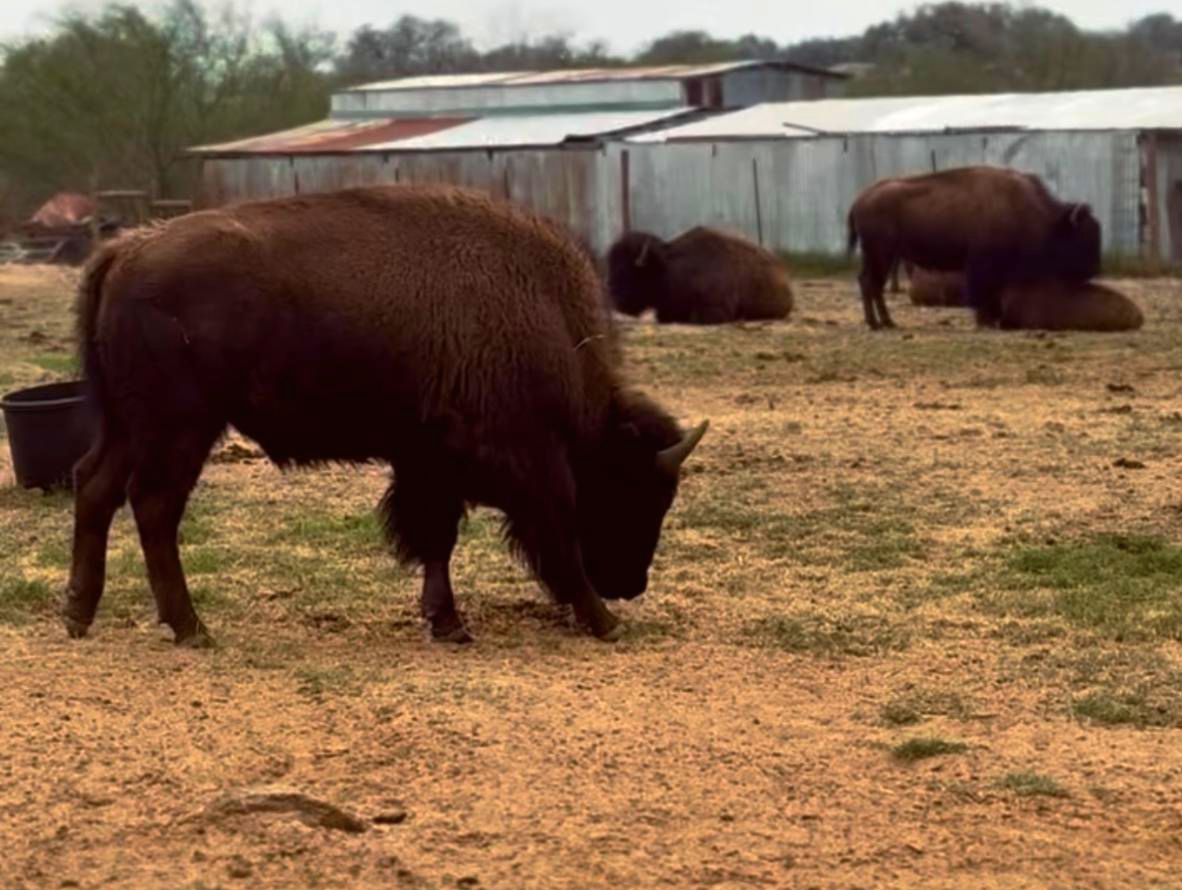Watershed Association: Where The Buffalo Return: The People Will Follow﻿ ﻿A living lesson in visionary leadership and land stewardship
