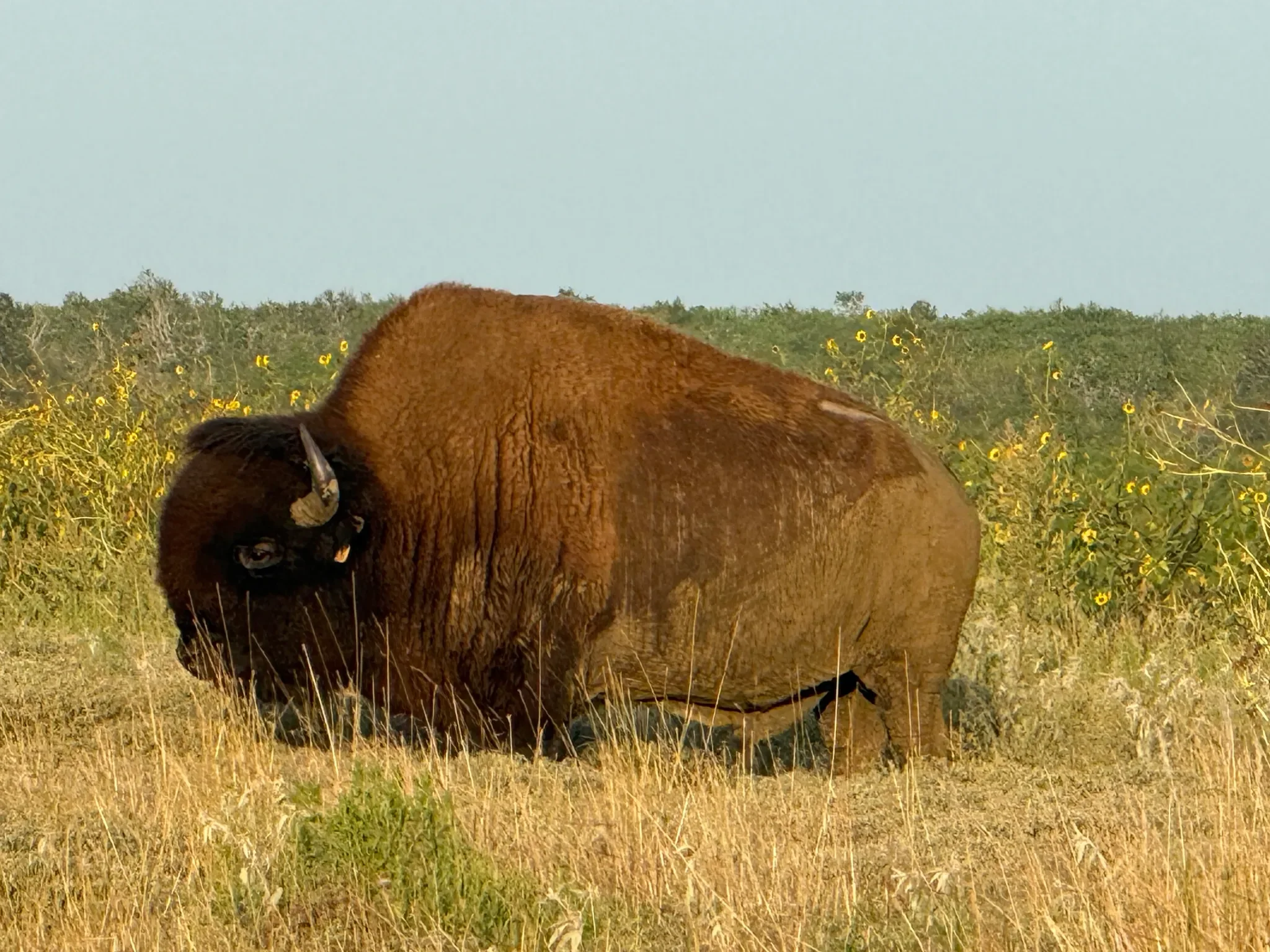 KXAN: Native women-led Texas Tribal Buffalo Project seeks to ‘rematriate’ prairie, help their communities