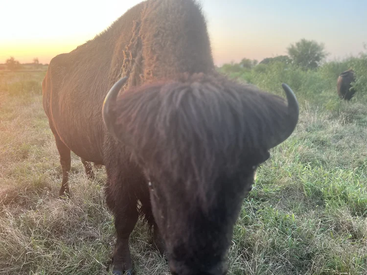 Our Mission, Vision & Values — Texas Tribal Buffalo Project