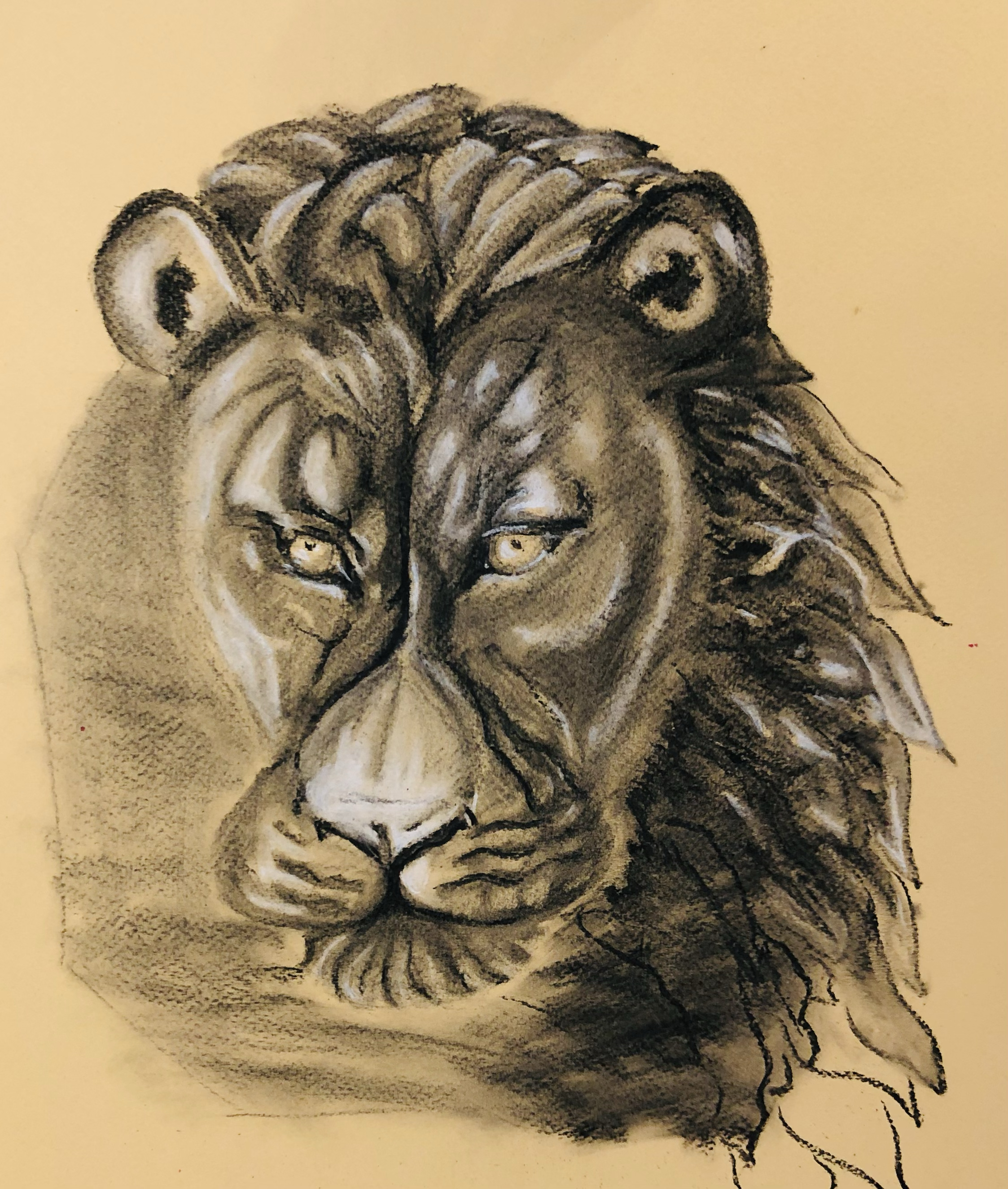 Leo Lion - charcoal and chalk on paper