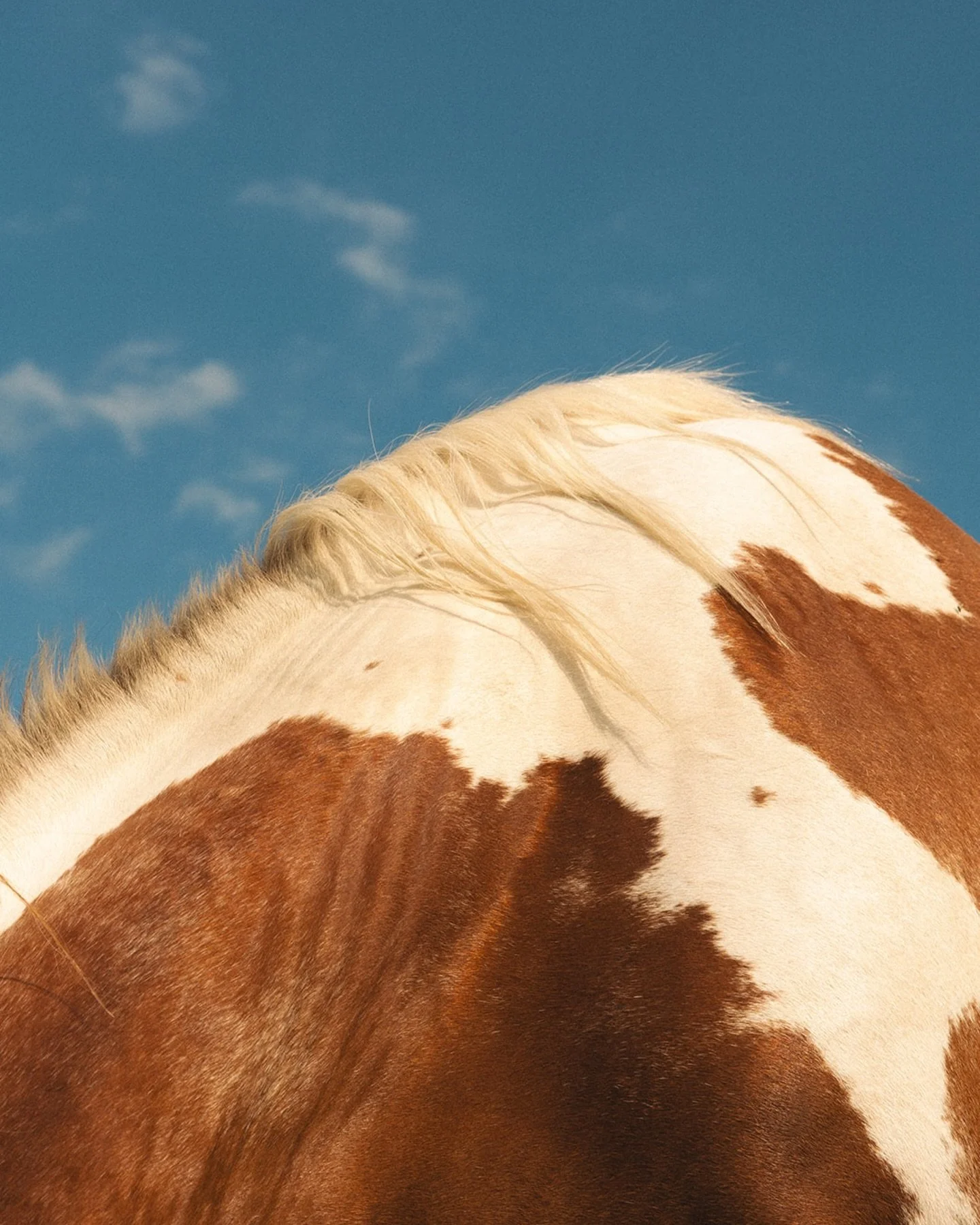 Frames from my time at the Triple Eight Equine Center in my hometown. An afternoon project spent meeting the big ladies and fellas, seeing the property, and learning about how this horse hotel came to be.

I mean, have you ever seen a horse roll arou