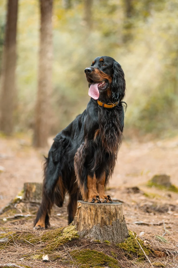 A black and tan spaniel on a woodland tree stump