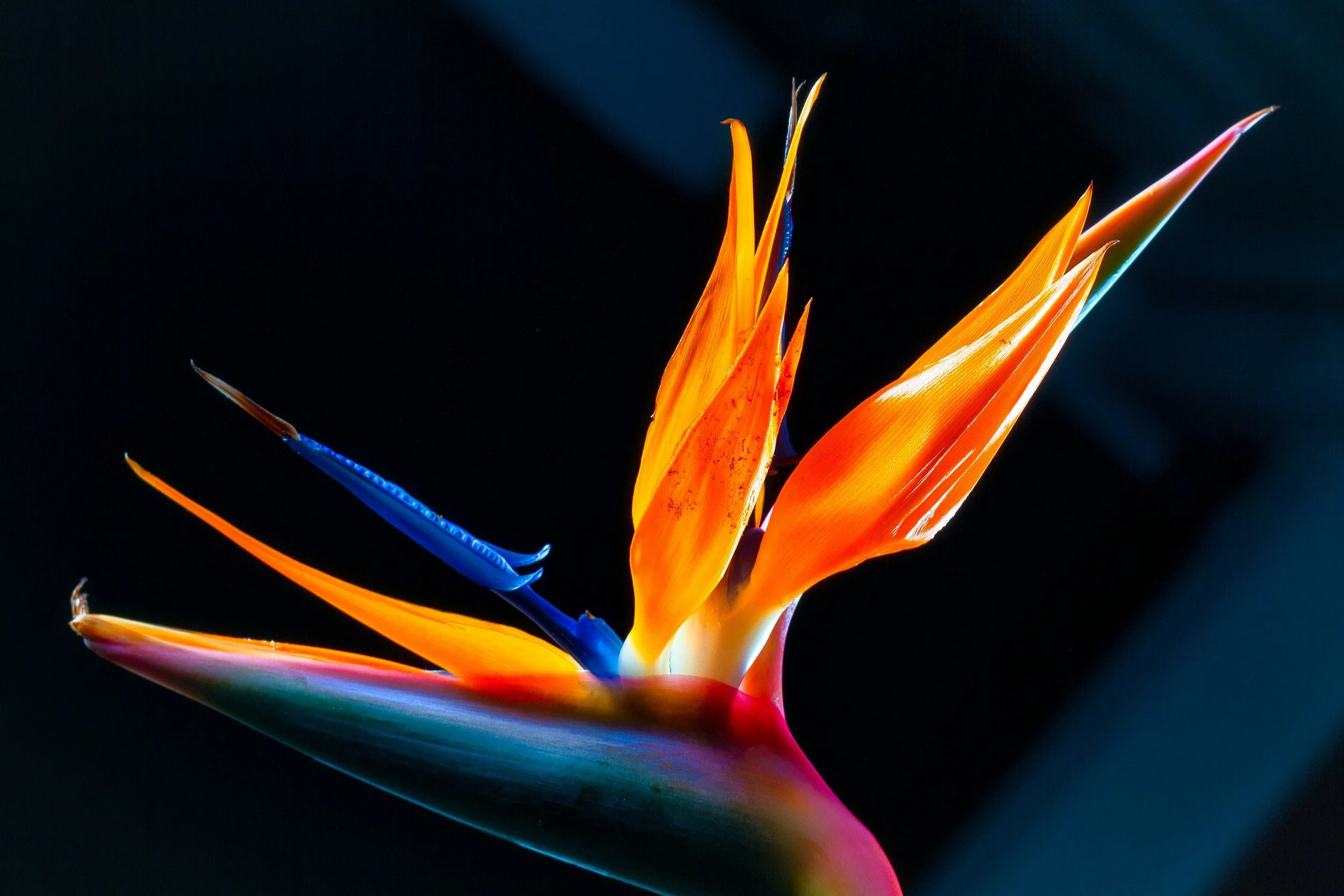 What Is Somatic Therapy?