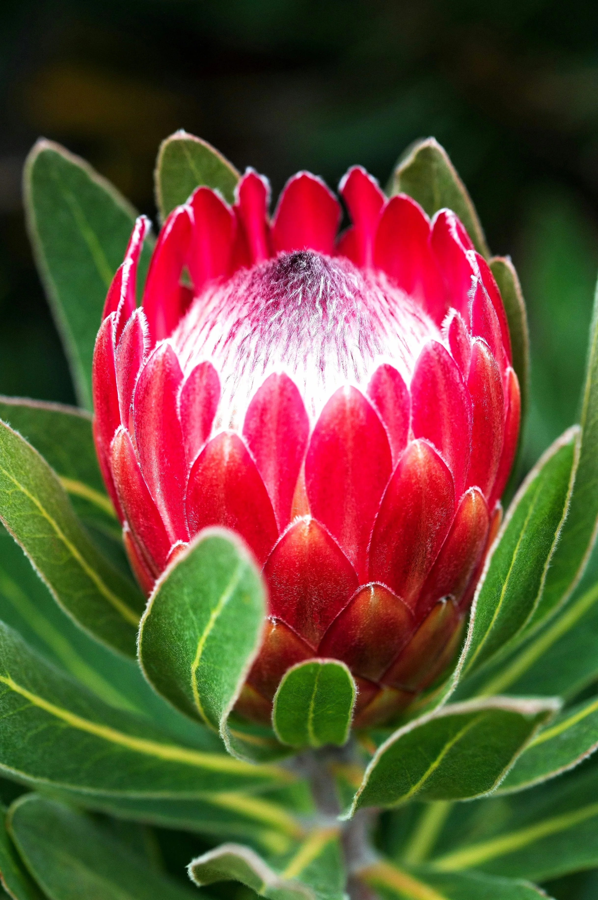 Close-up of a pink protea flower bud with green leaves, showing its bracts and fuzzy center.