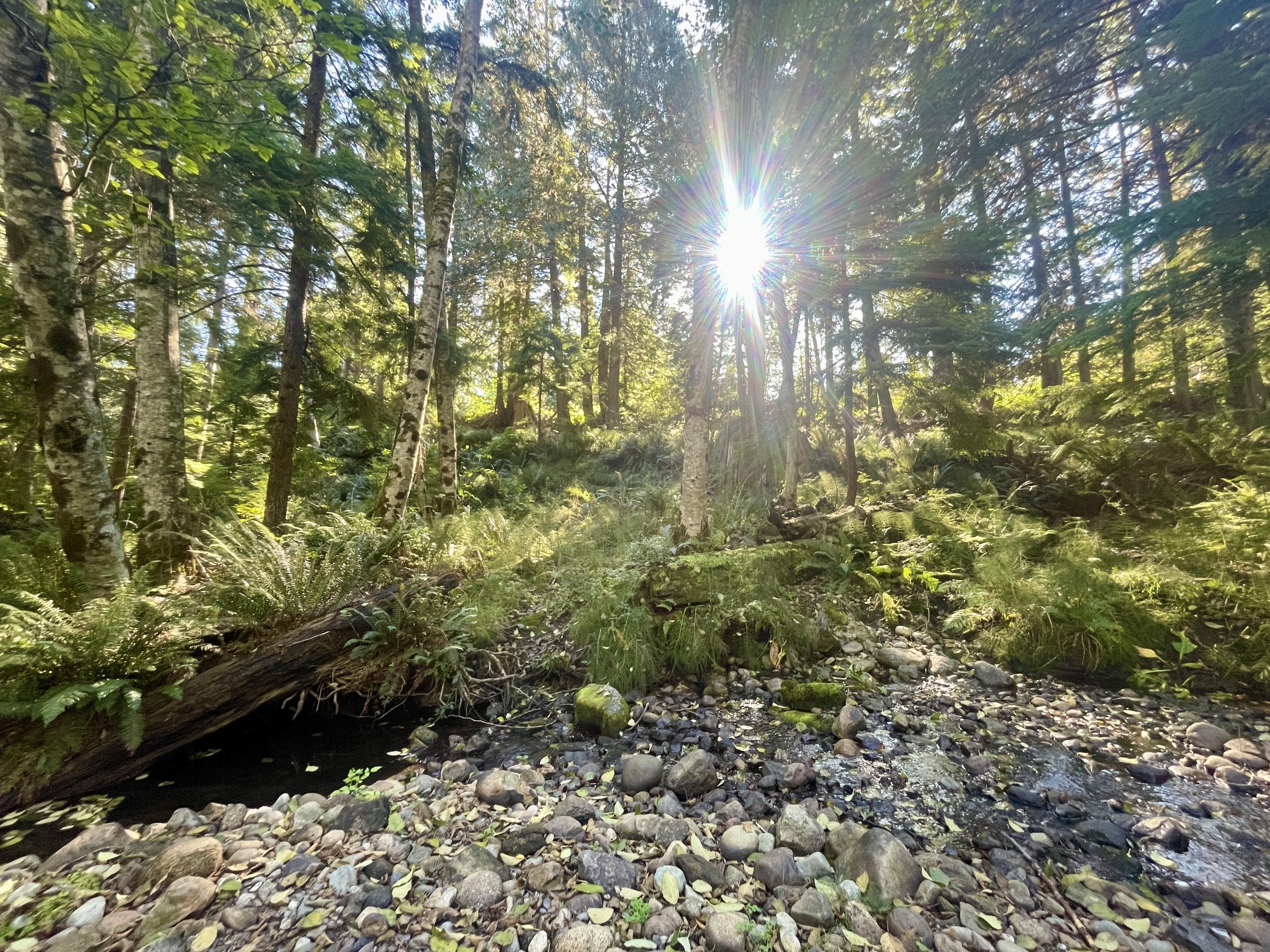 Sunlight filtering through trees in a lush forest with a rocky stream in the foreground.