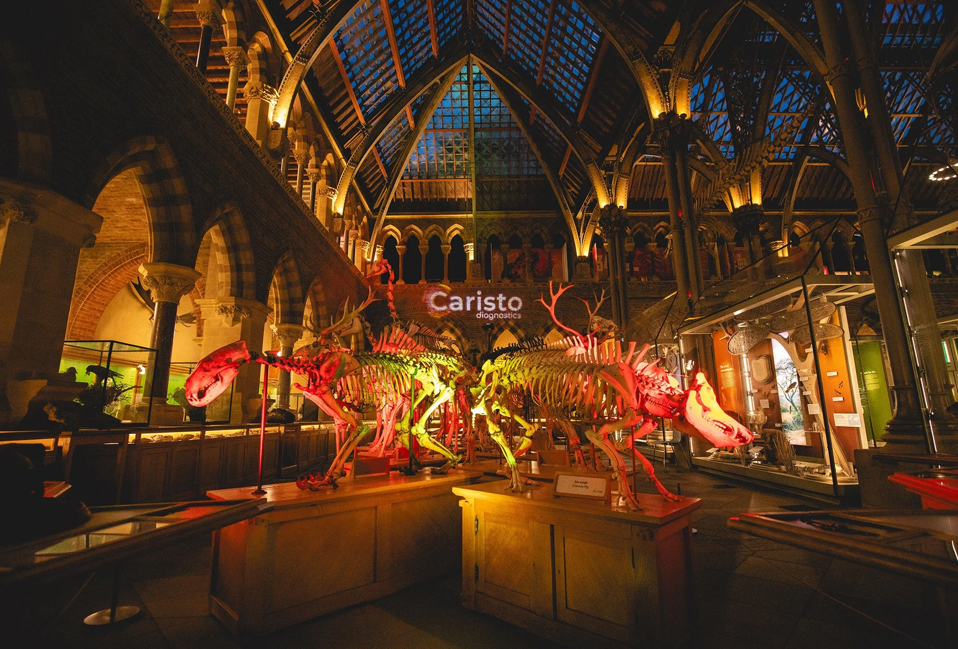 Caristo Natural History-8 small.jpg