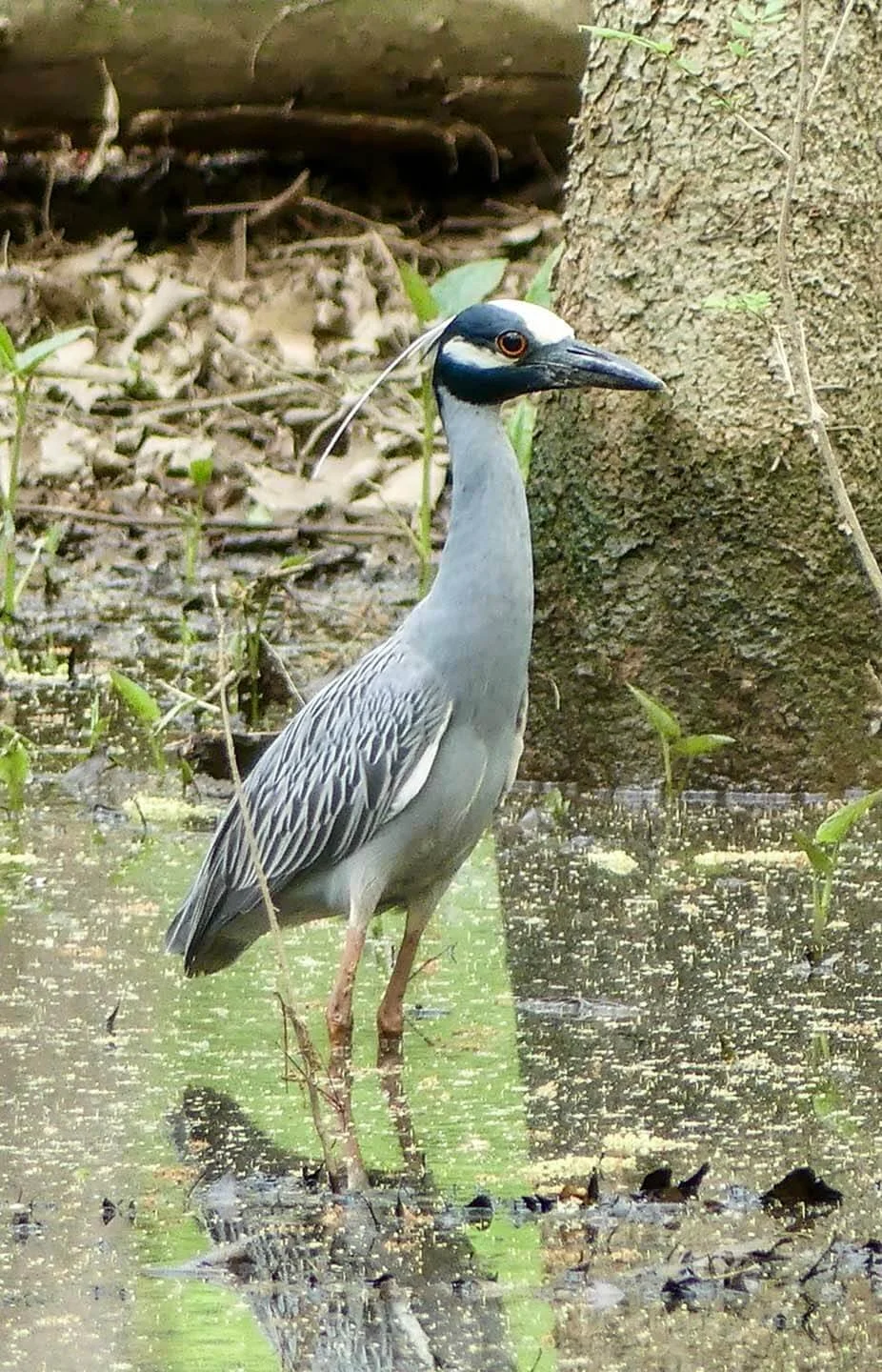 Yellow crowned nigh heron standing in water
