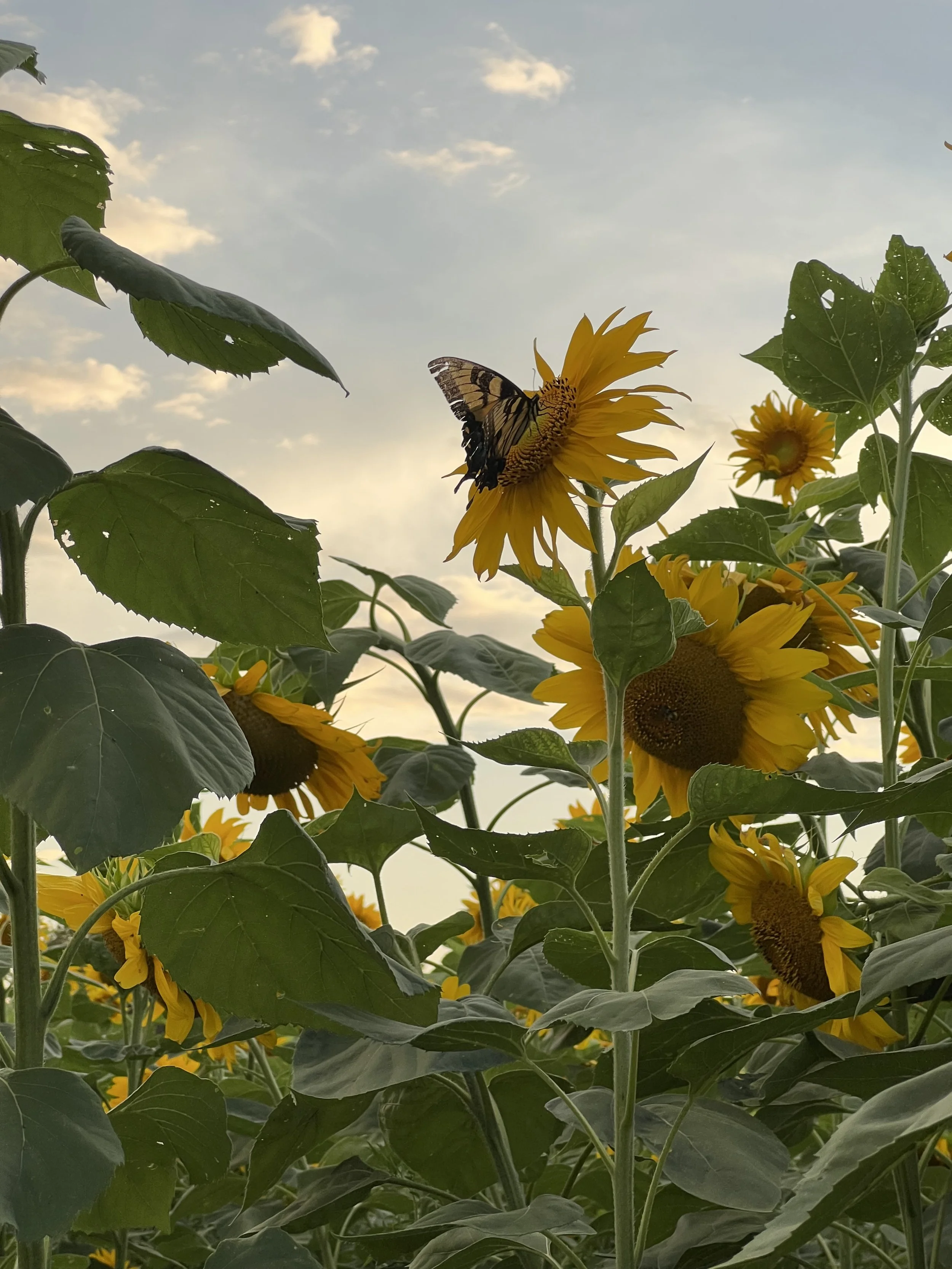 Media Manipulation And Our Perpetually “Gaslit” and “Triggered” Society