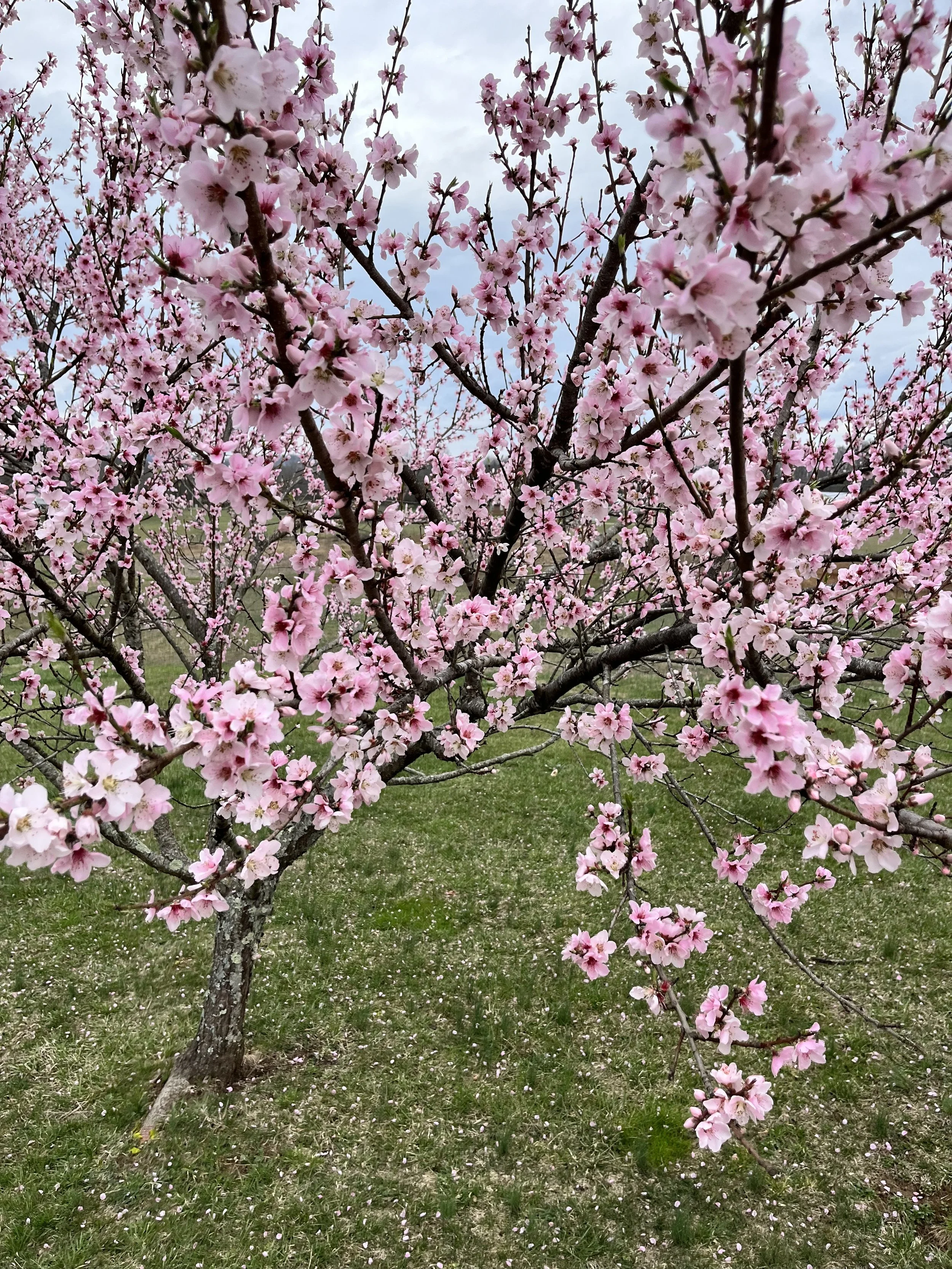 Is It Spring Fever Or Just Another COVID Variant?