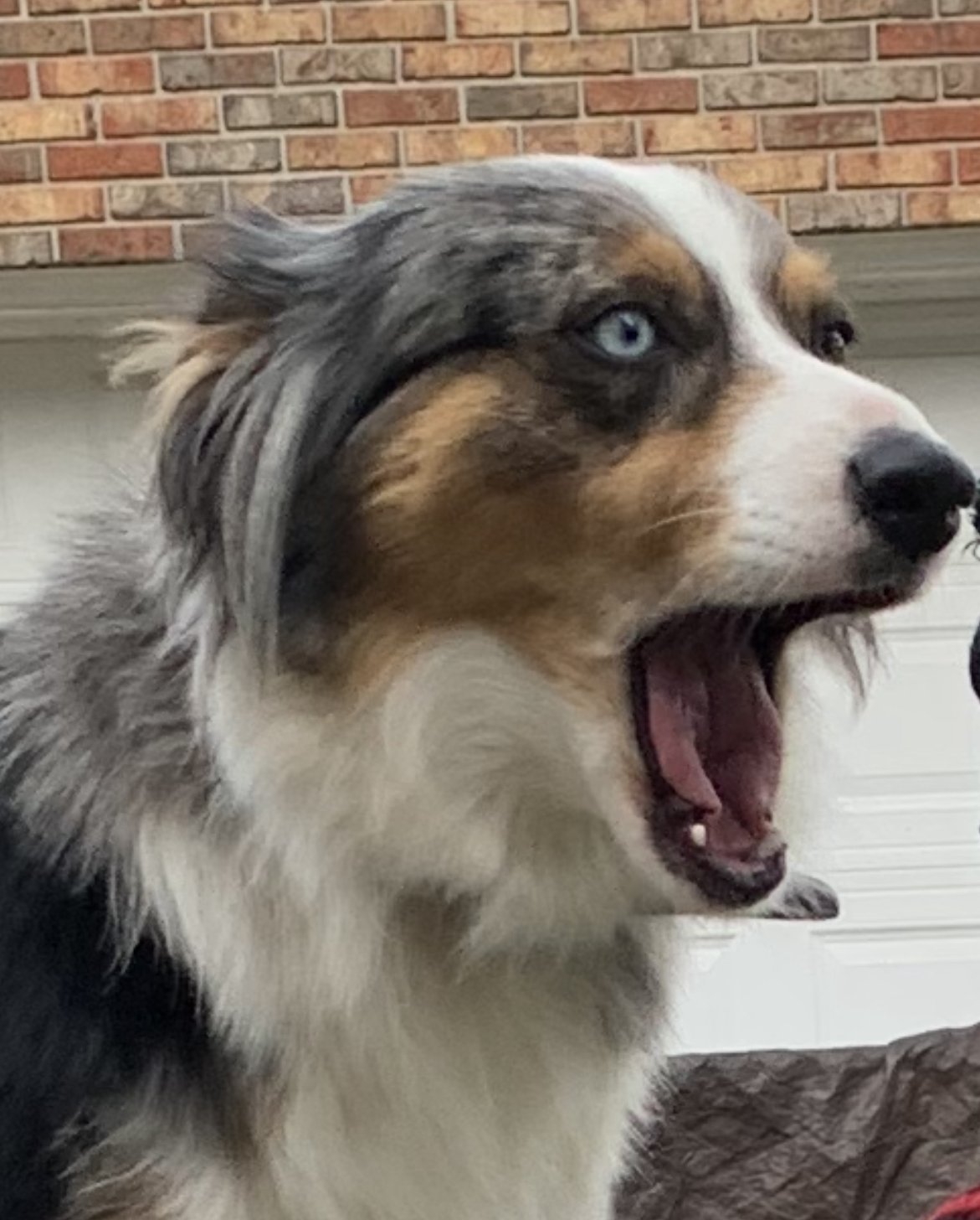 The Homesteading Stoic