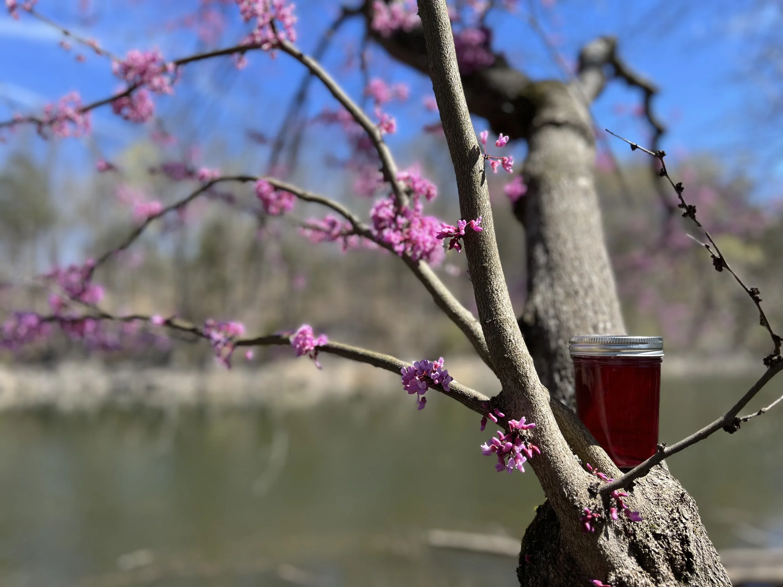 Redbud Jelly: A Lesson Within A Lesson Within A Lesson