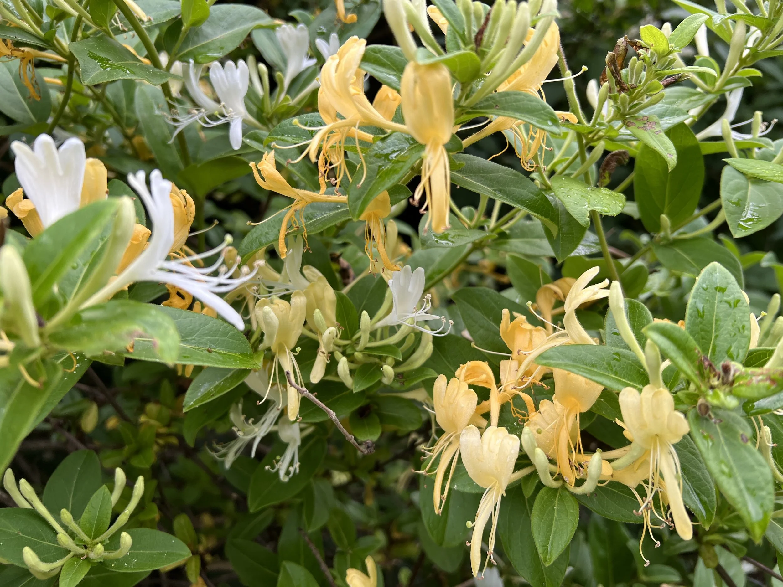 Slow Down And Smell The Honeysuckle