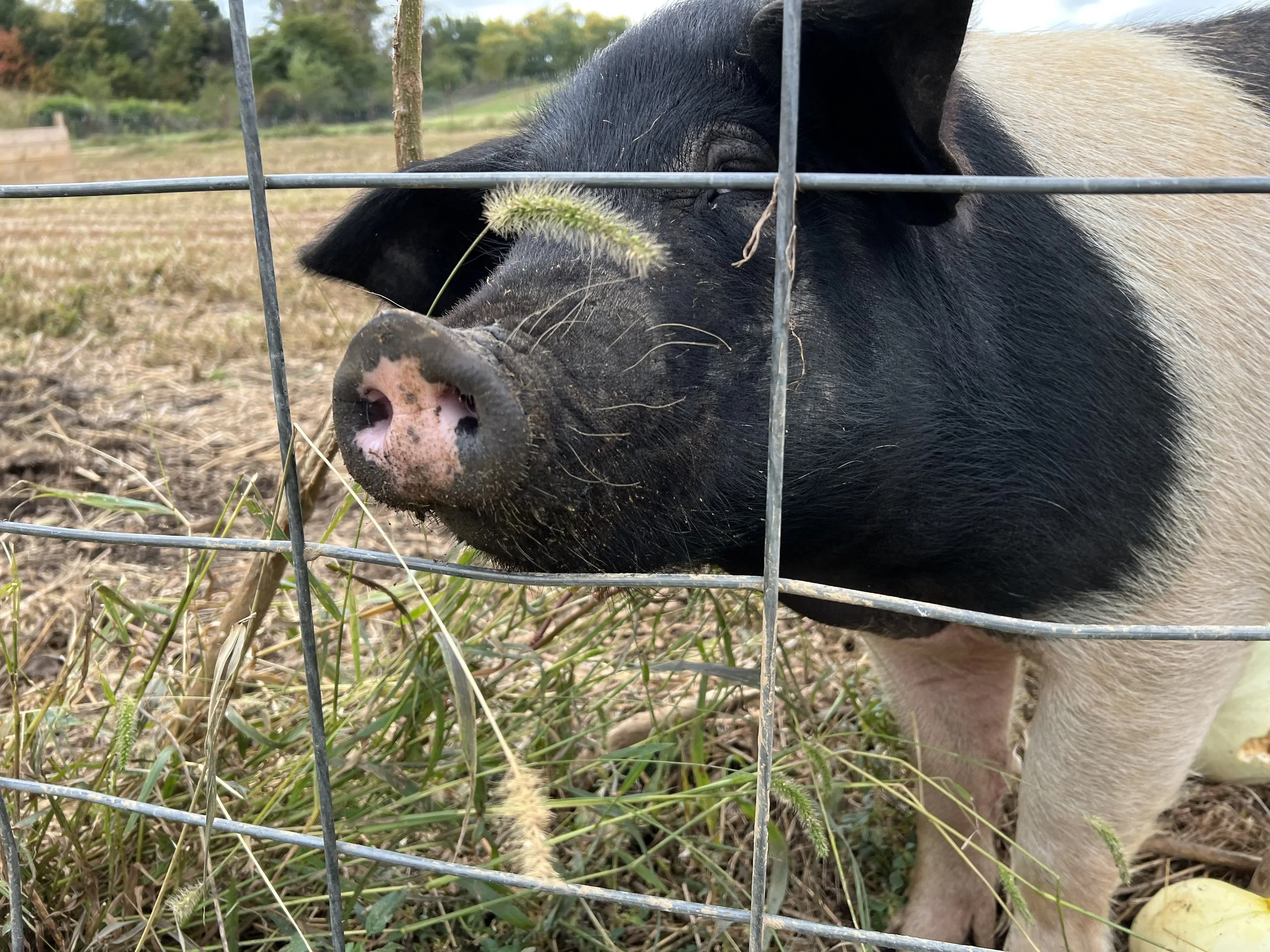 Redneck Neighborhood Watch