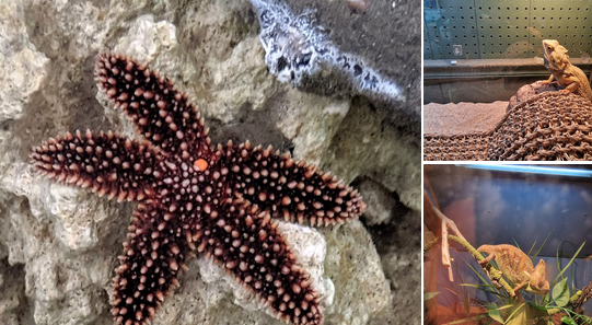 Close-up of a starfish on rocky surface, with two other images showing a lizard on a terrarium and a chameleon among plants.