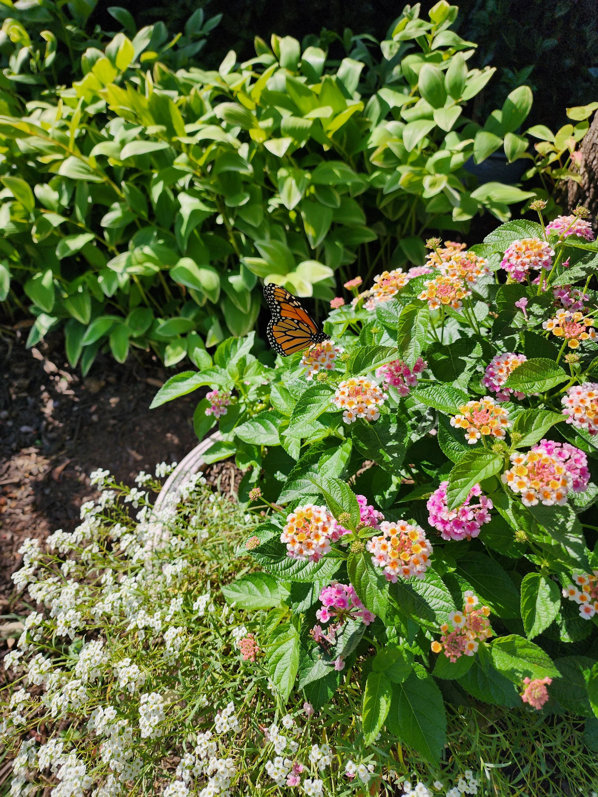 A butterfly in a garden scene.