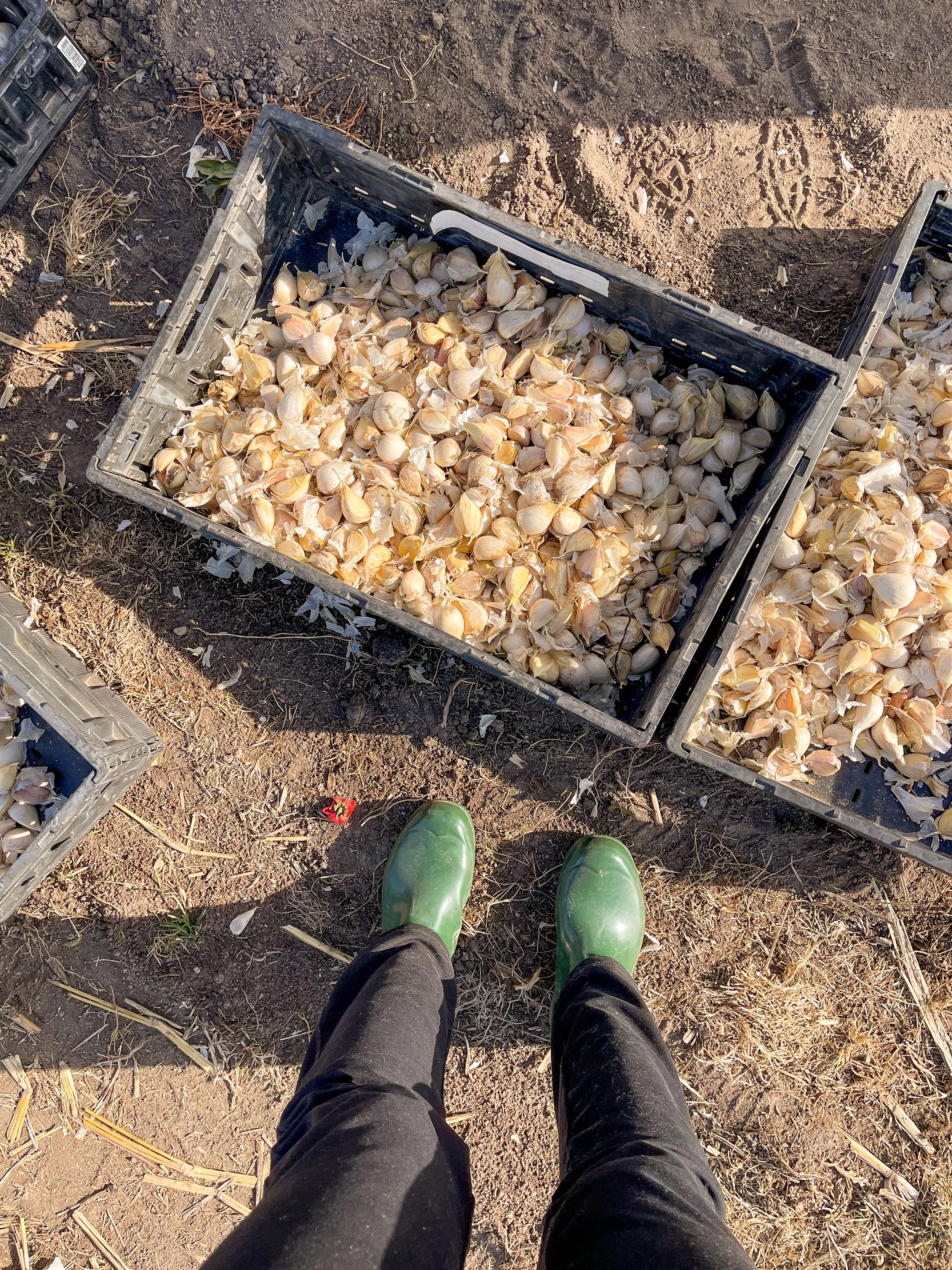 FOLK SKILLS: SEED STARTING