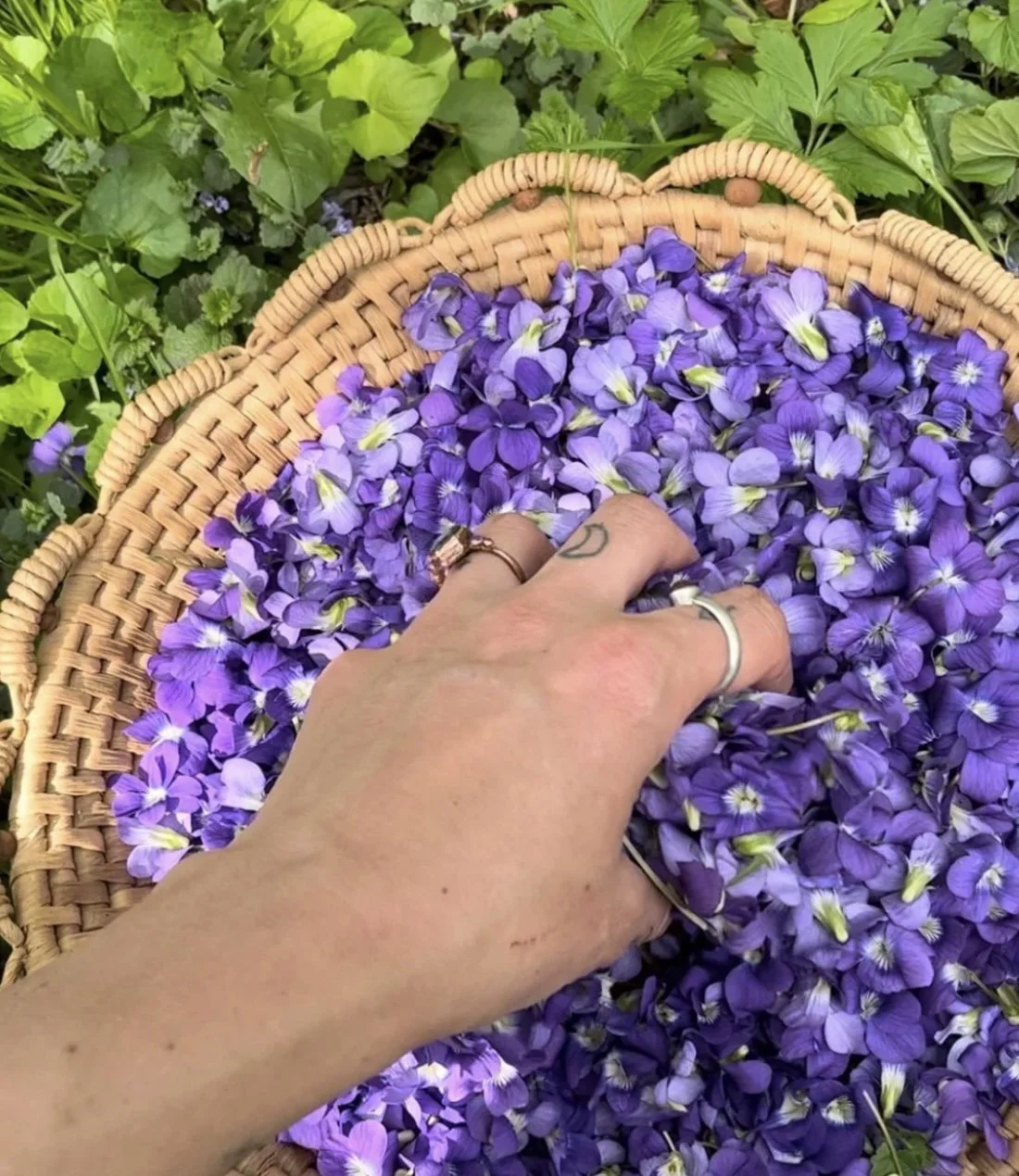 FOLK SKILLS: SPRING EDIBLE PLANT IDENTIFICATION