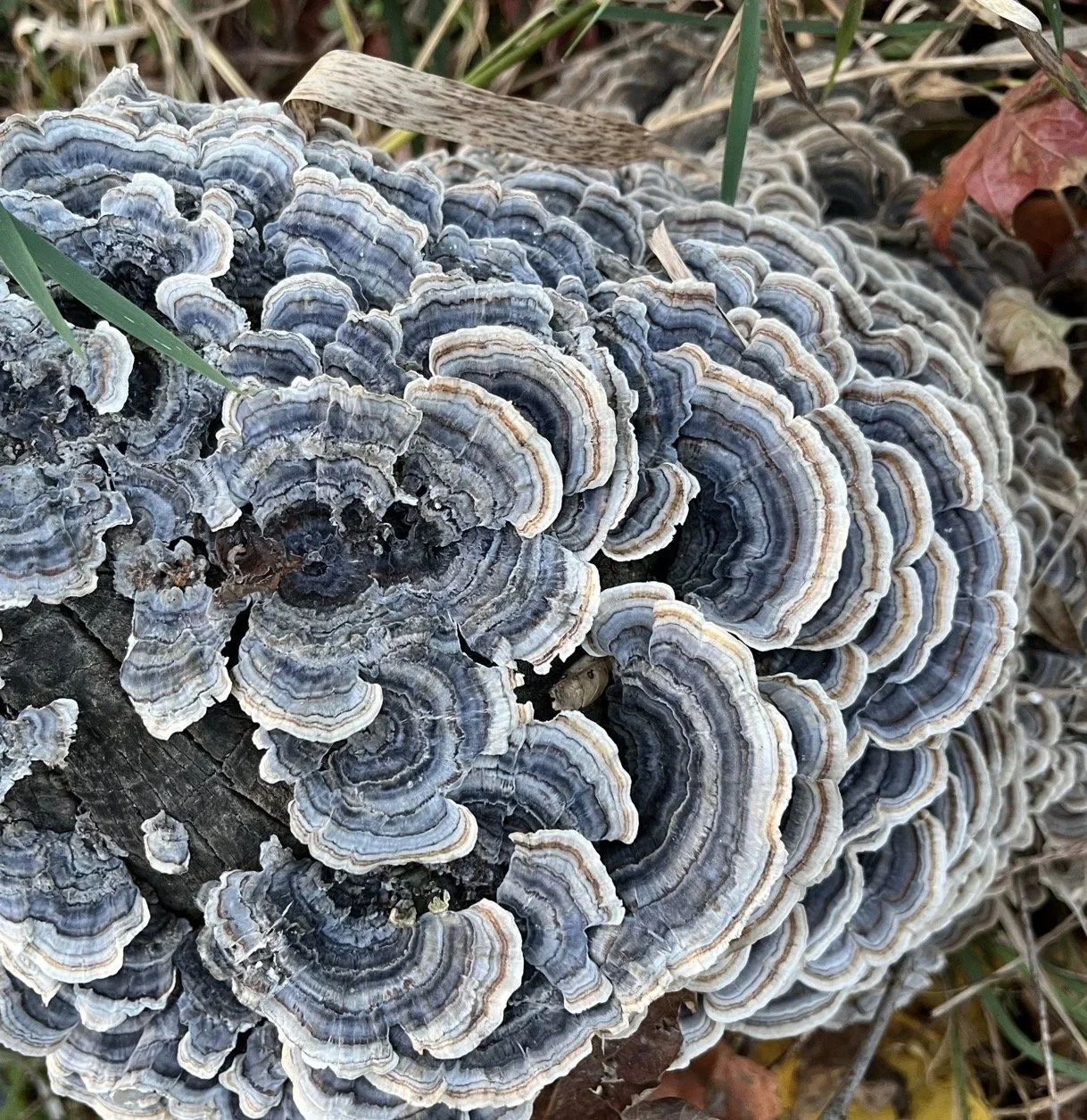 Autumn Fungi Identification