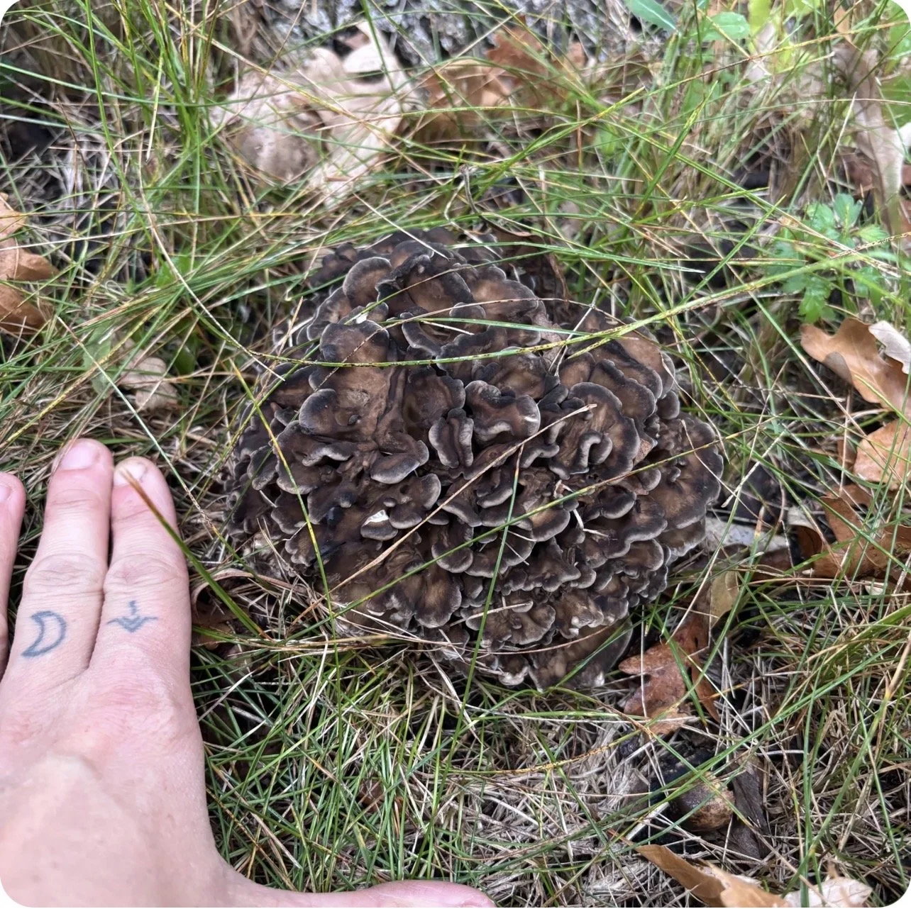 folk skills mushroom forgaing identification