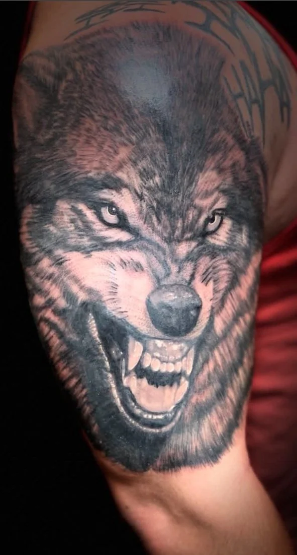Tattoo of a snarling wolf with fierce eyes on a person's arm.