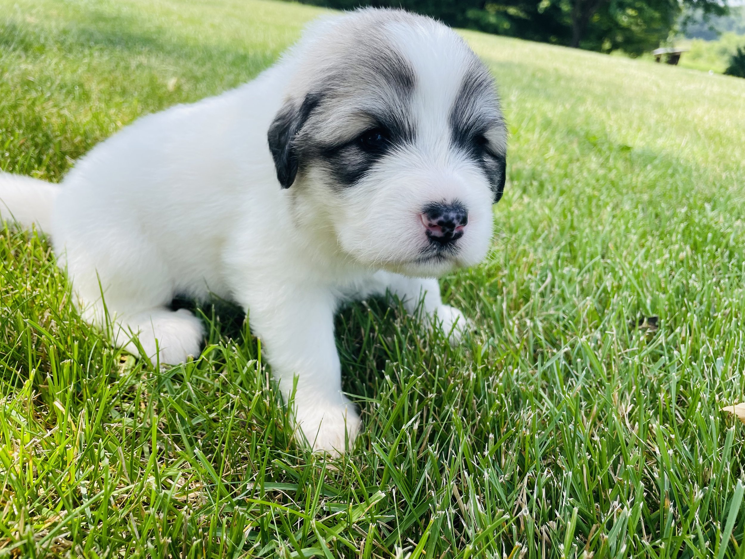 White - female