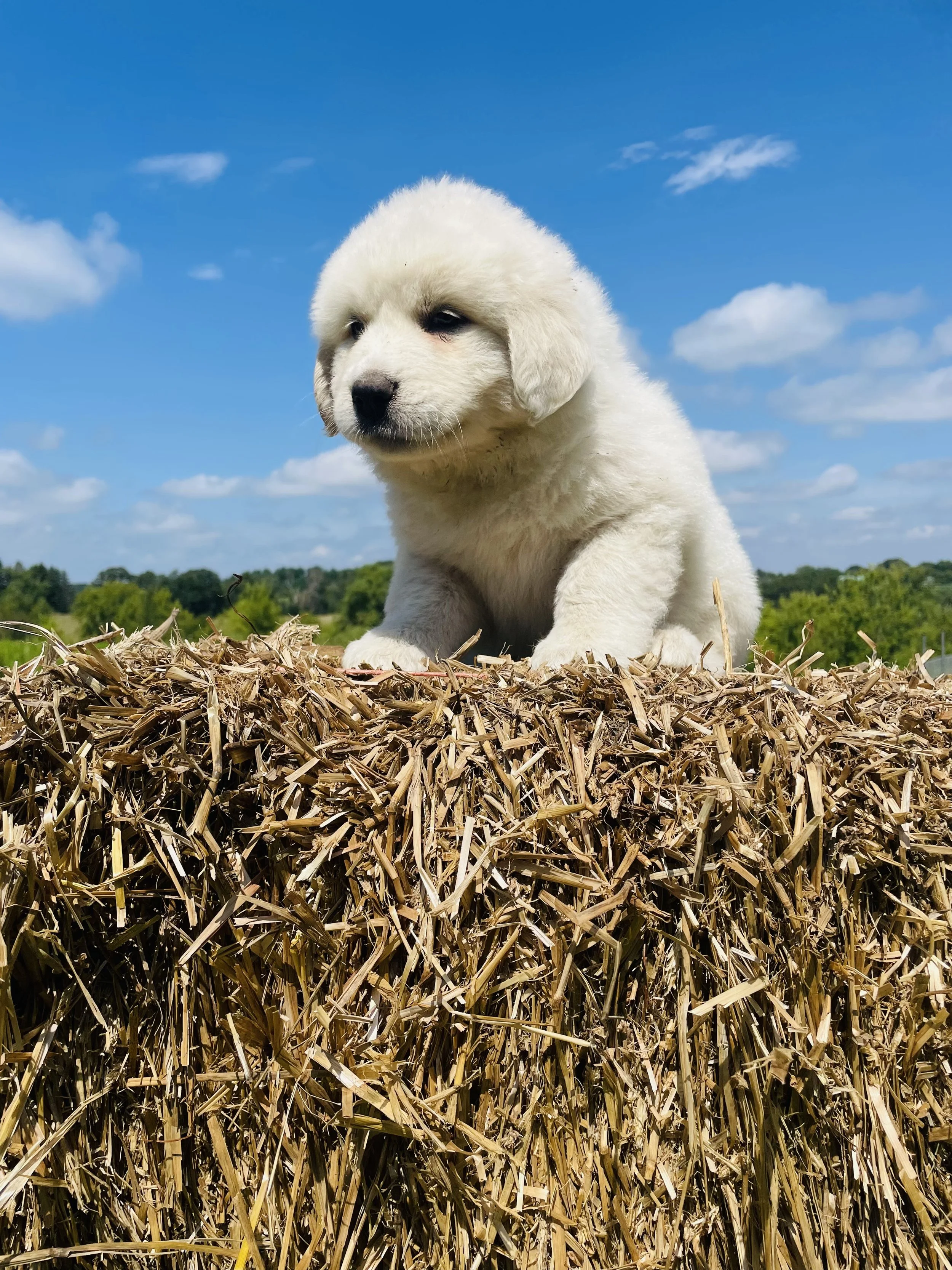 SOLD - Cyan - female