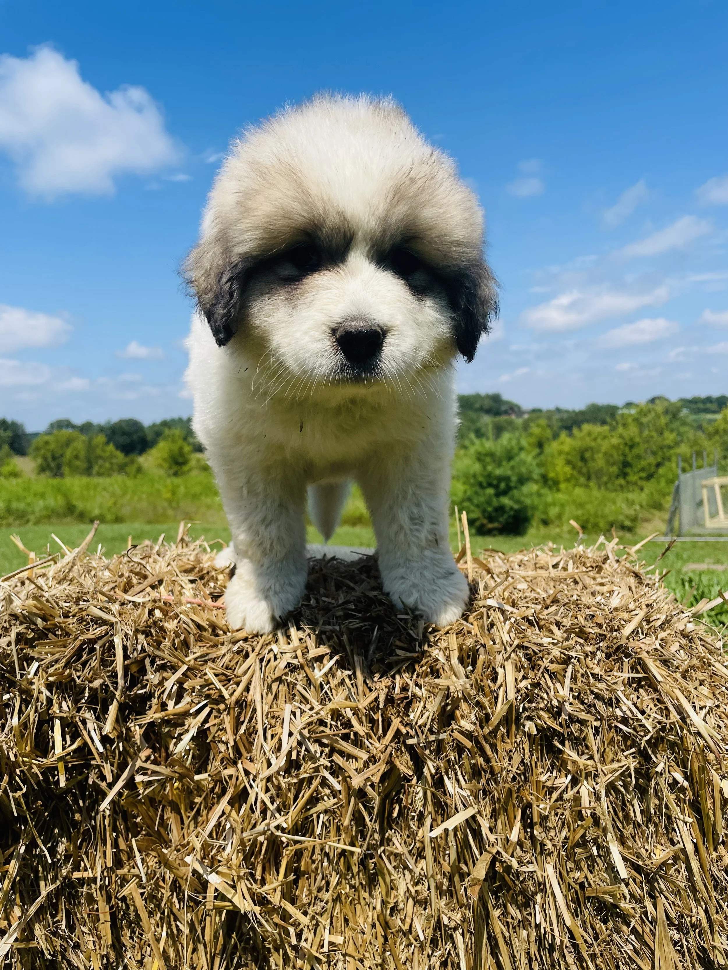 SOLD - Black - female