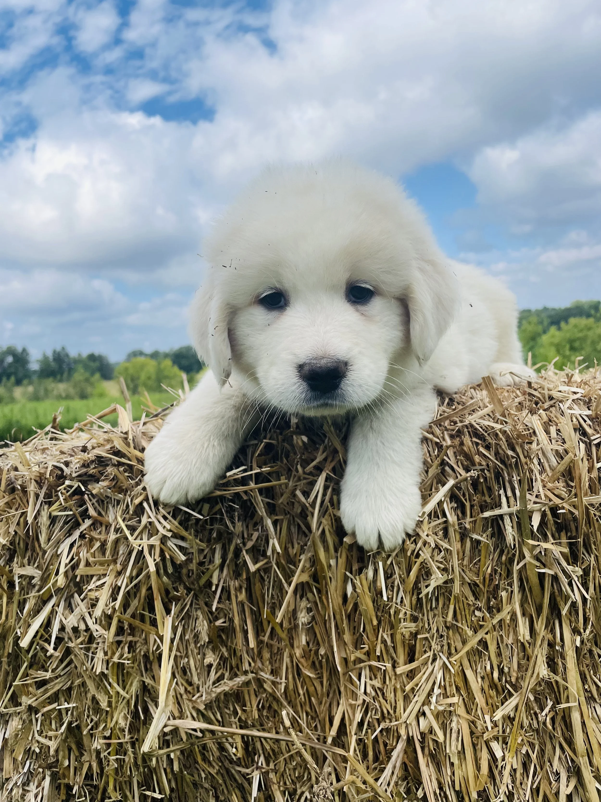 SOLD - Yellow - male