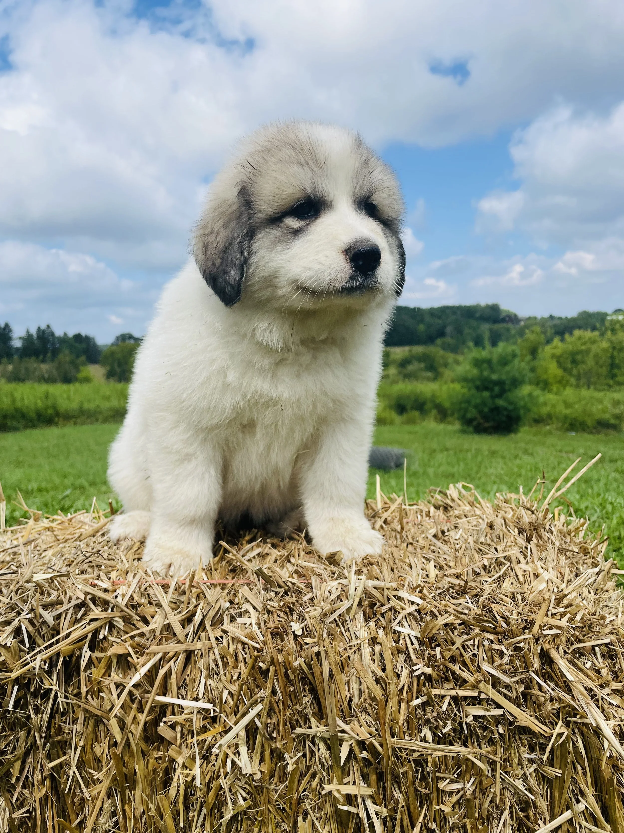 SOLD - White - female