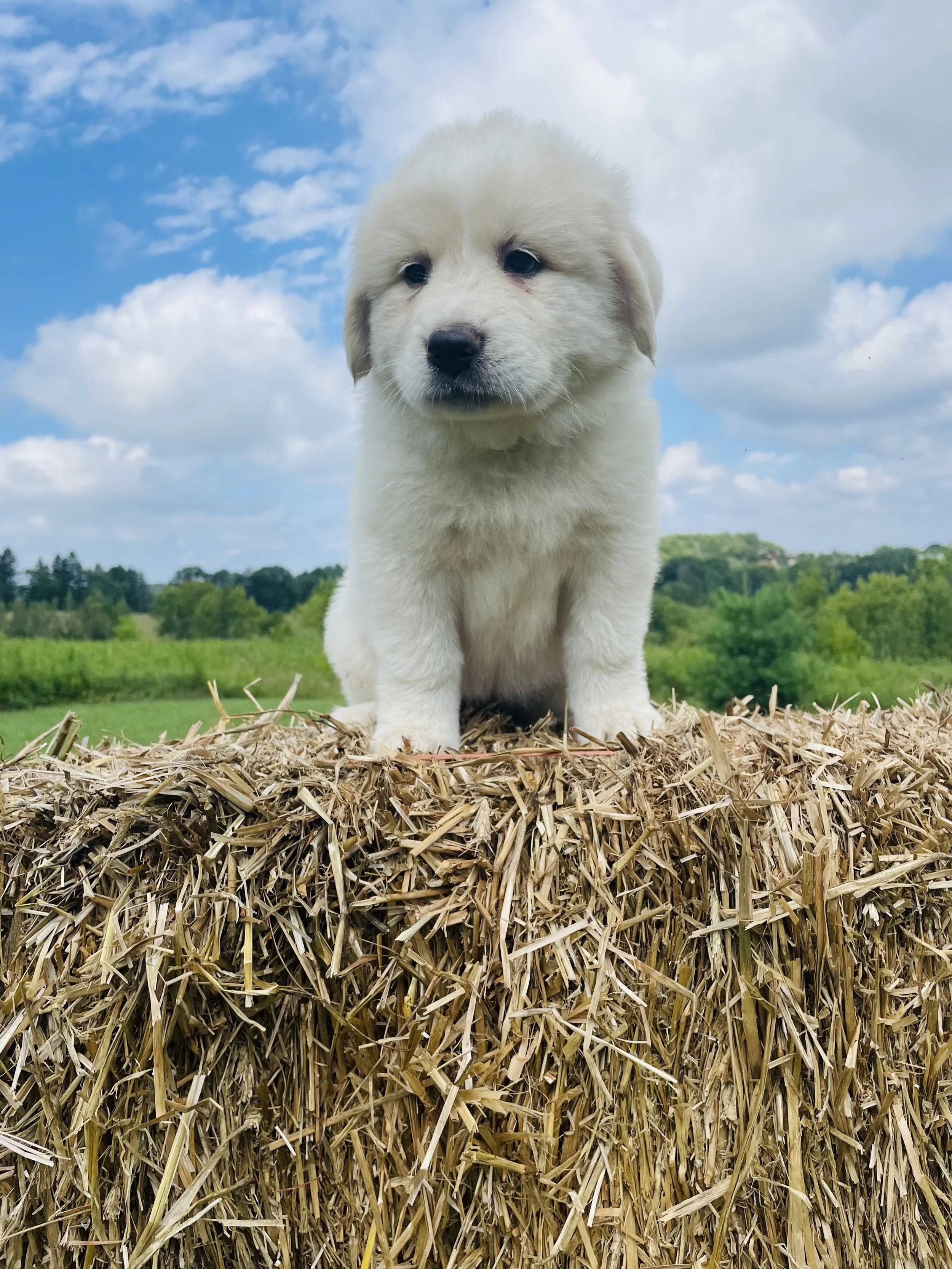 SOLD - Pink - female