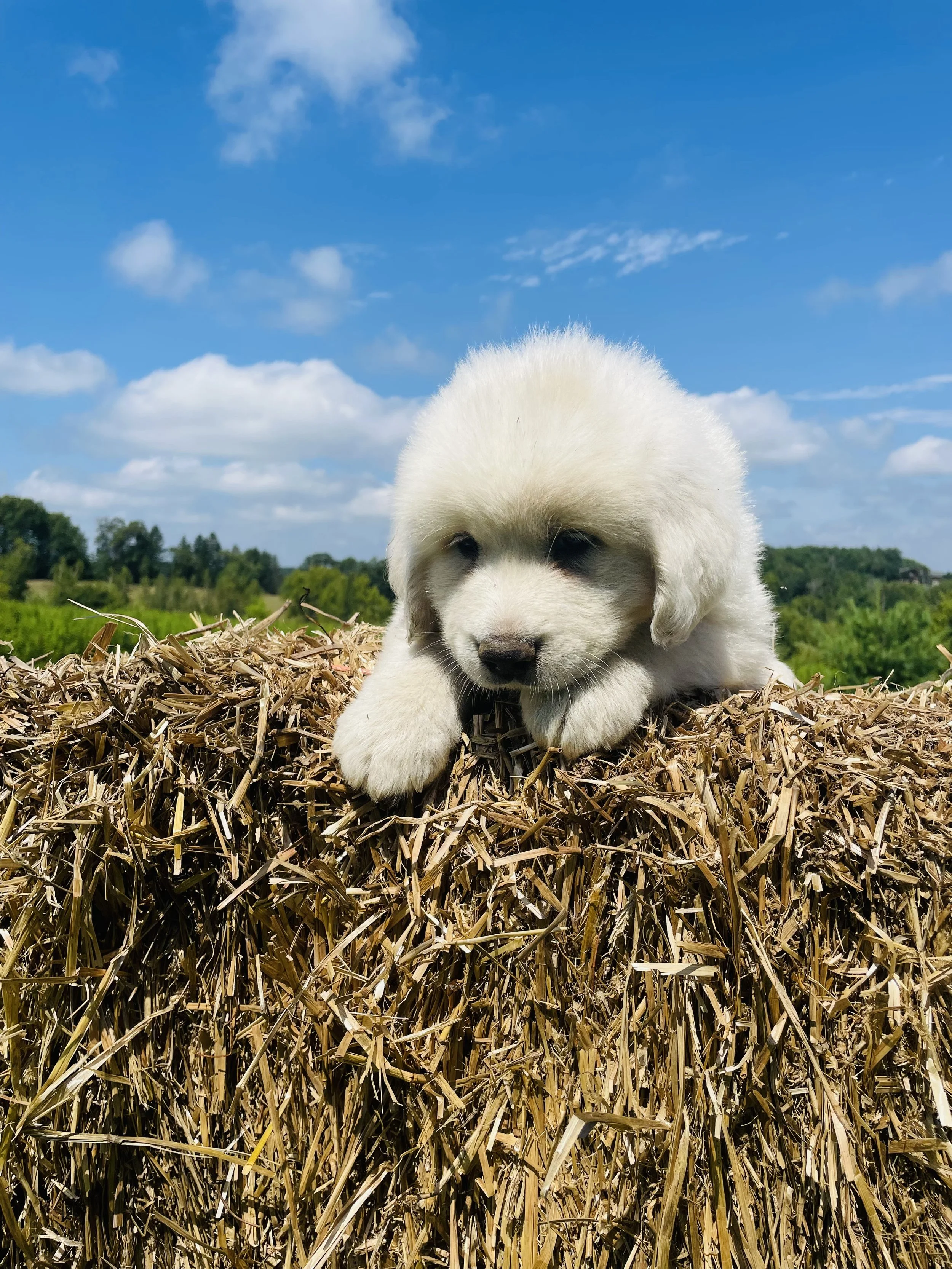 SOLD - Purple - male