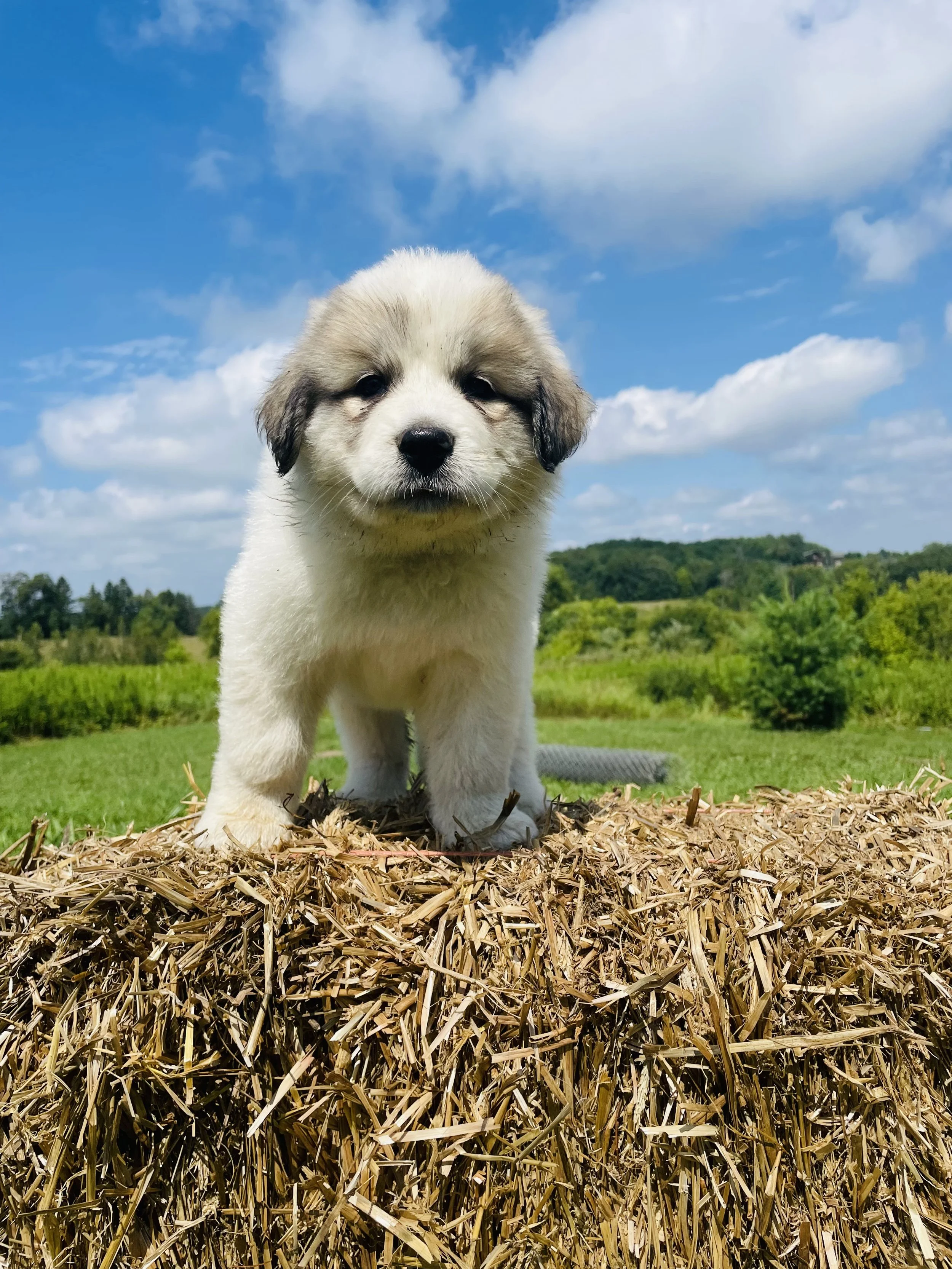 SOLD - Light Green - female